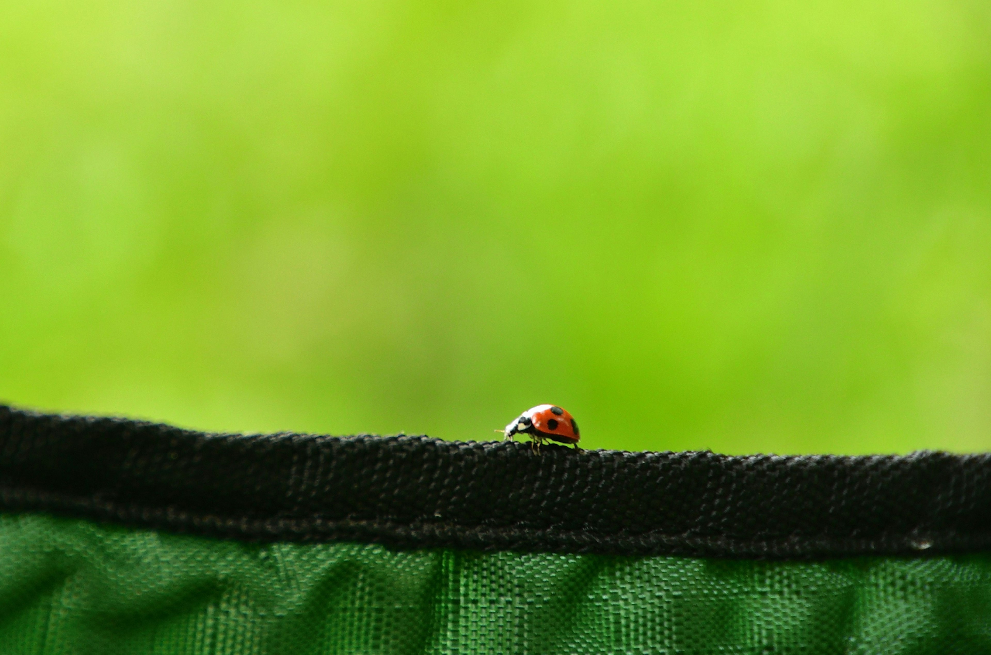 A ladybug crawling on a black edge with a green background