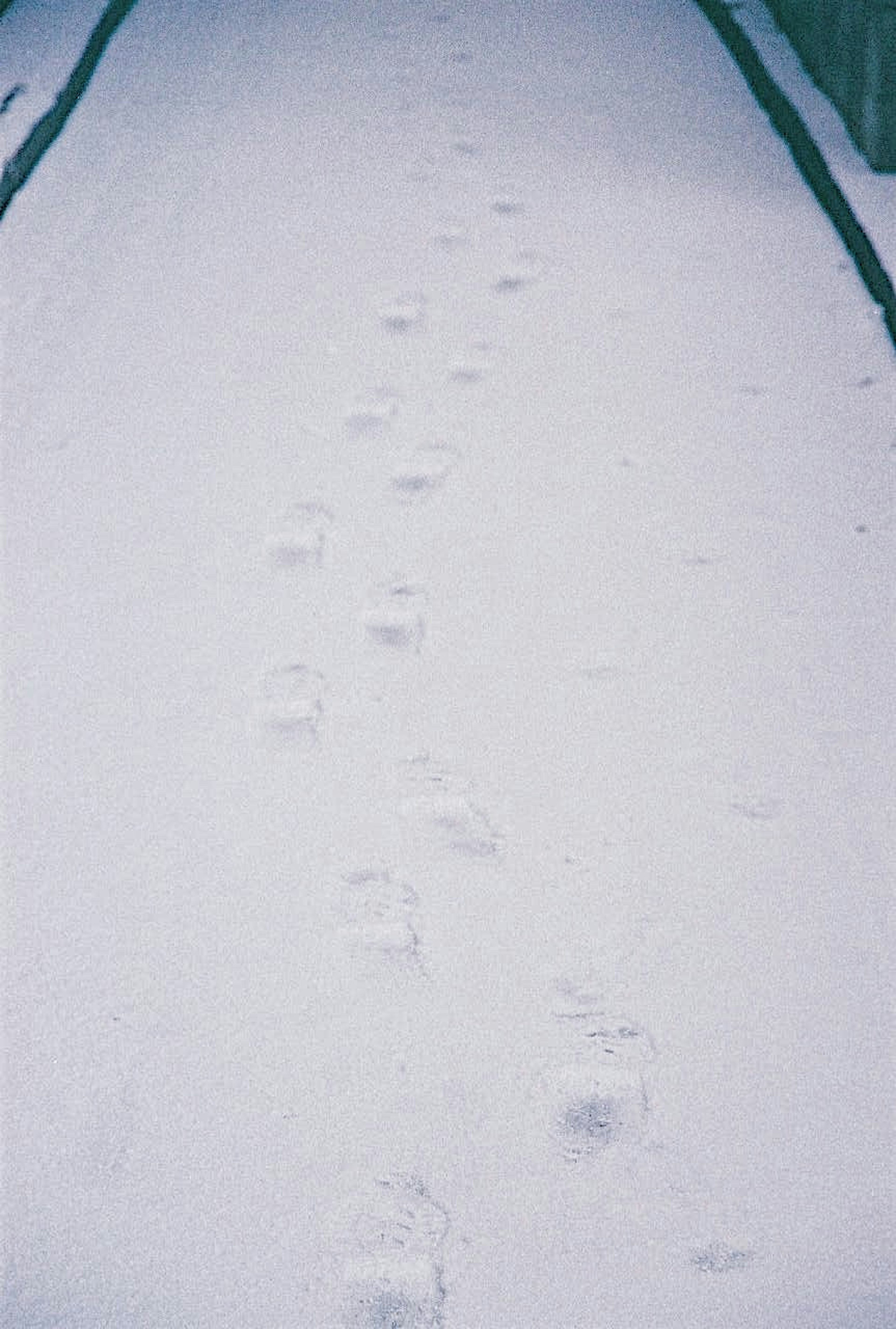 Footprints in the snow leading down a quiet path