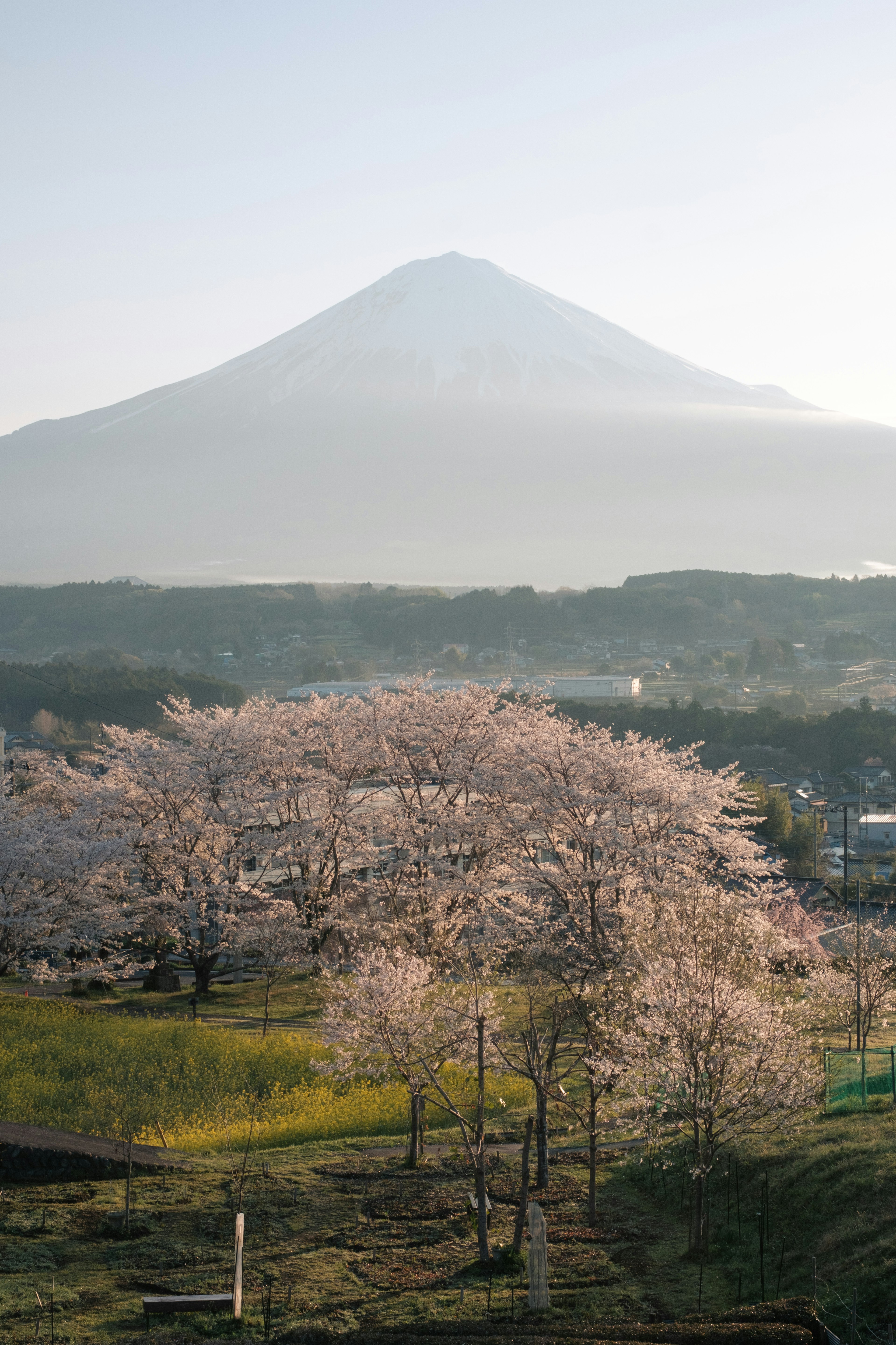 Cherry blossom trees in bloom with Mount Fuji in the background