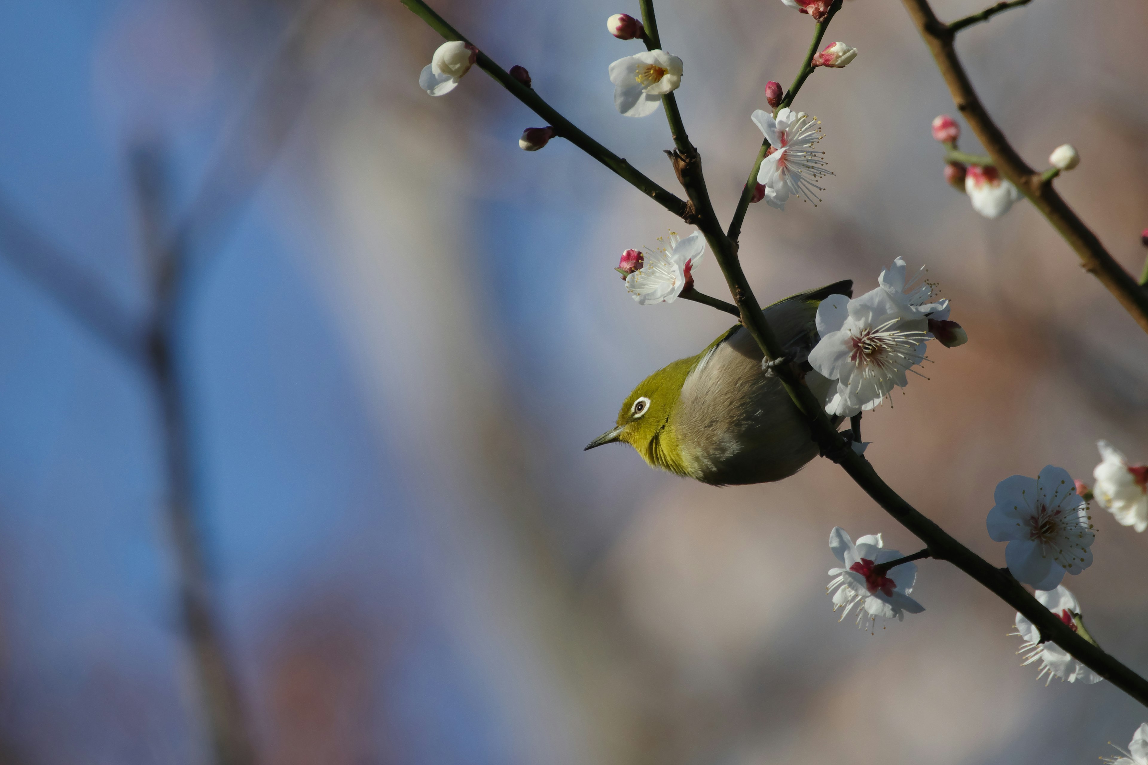 Un uccello mejiro appollaiato su un ramo di fiori di prugno con uno sfondo blu