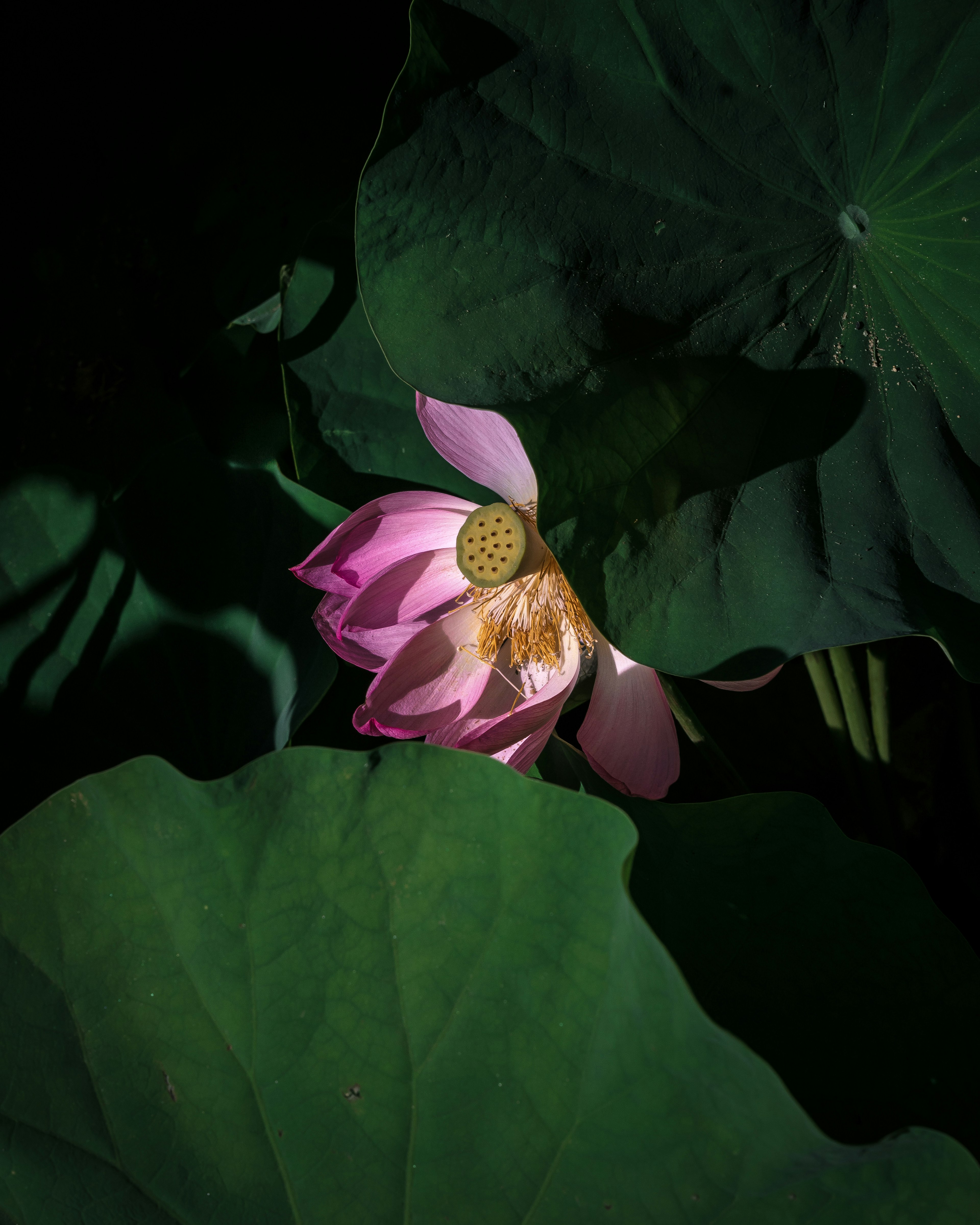 Bunga teratai pink yang mekar di antara daun hijau