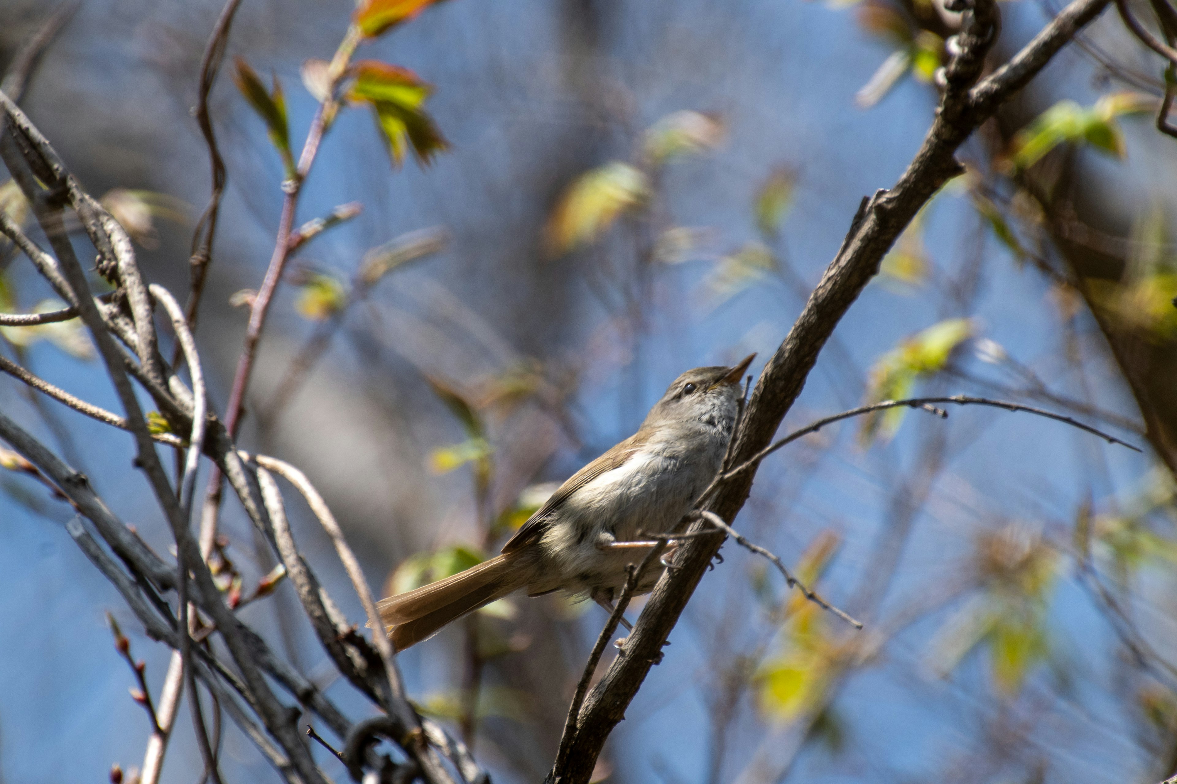 Ein kleiner Vogel, der auf einem Ast sitzt, mit blauem Himmel und frischen grünen Blättern