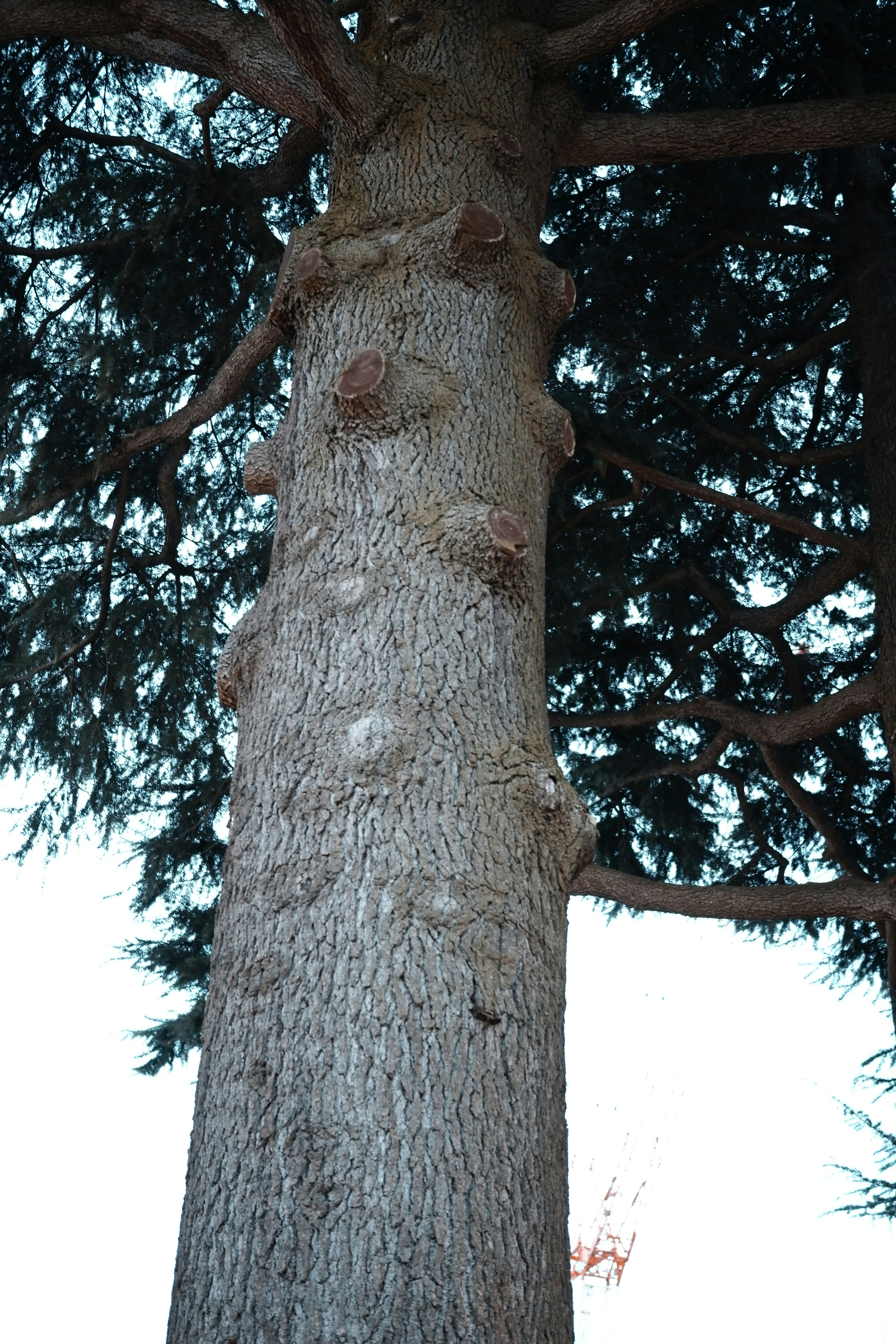 Gros plan d'un tronc d'arbre avec une écorce texturée et un feuillage vert