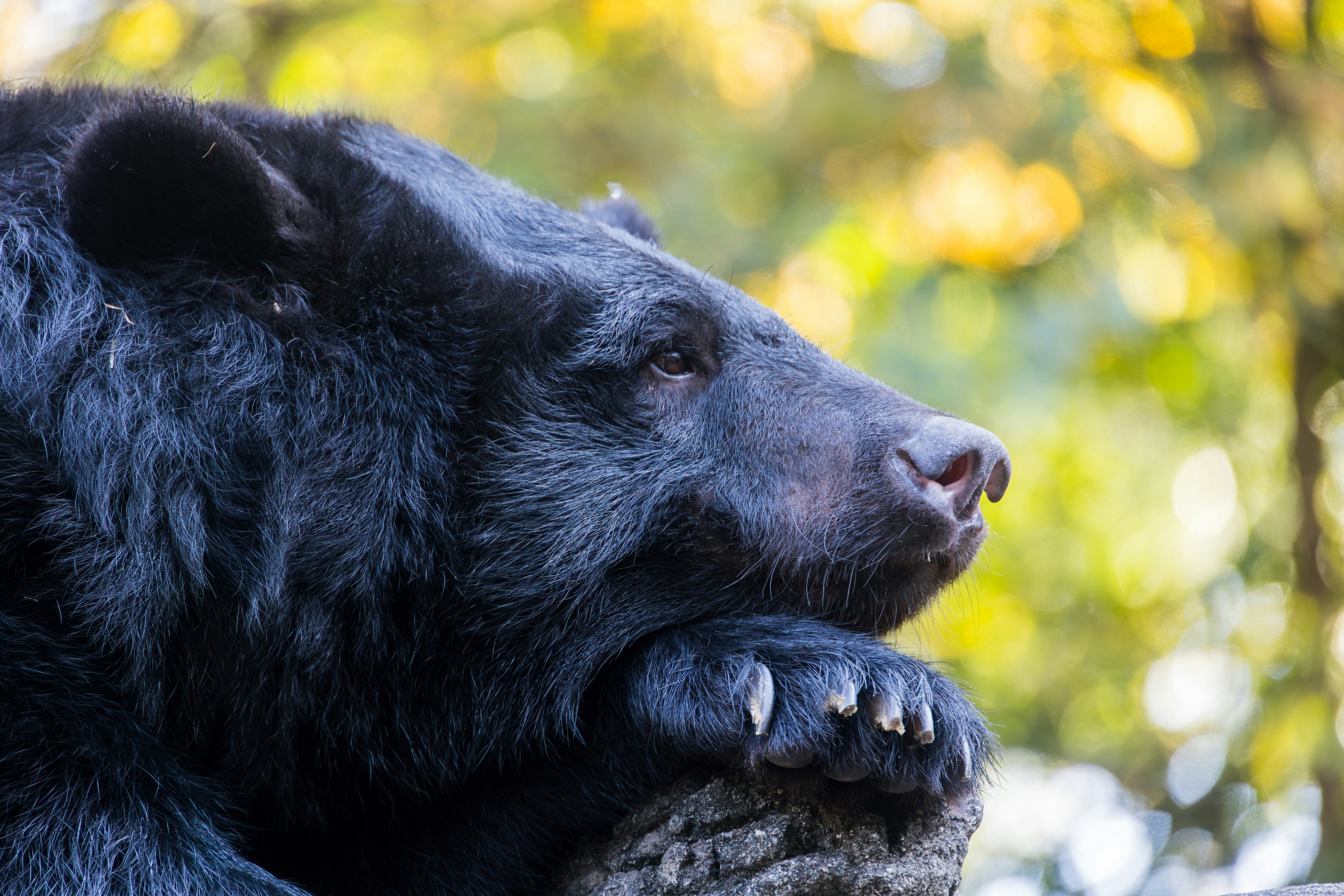 Un ours noir reposant sa tête sur ses pattes