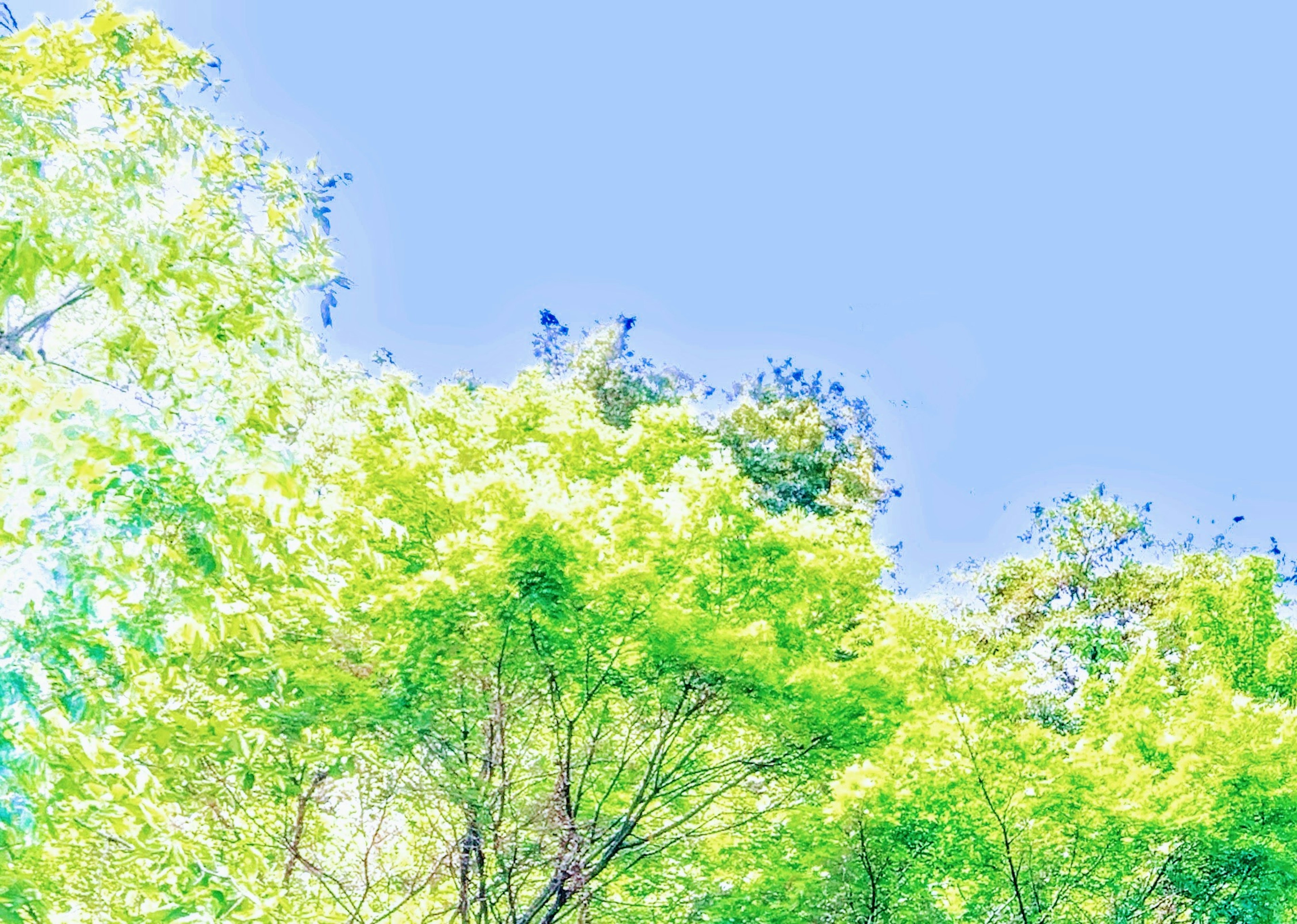 A landscape featuring a bright blue sky and lush green trees