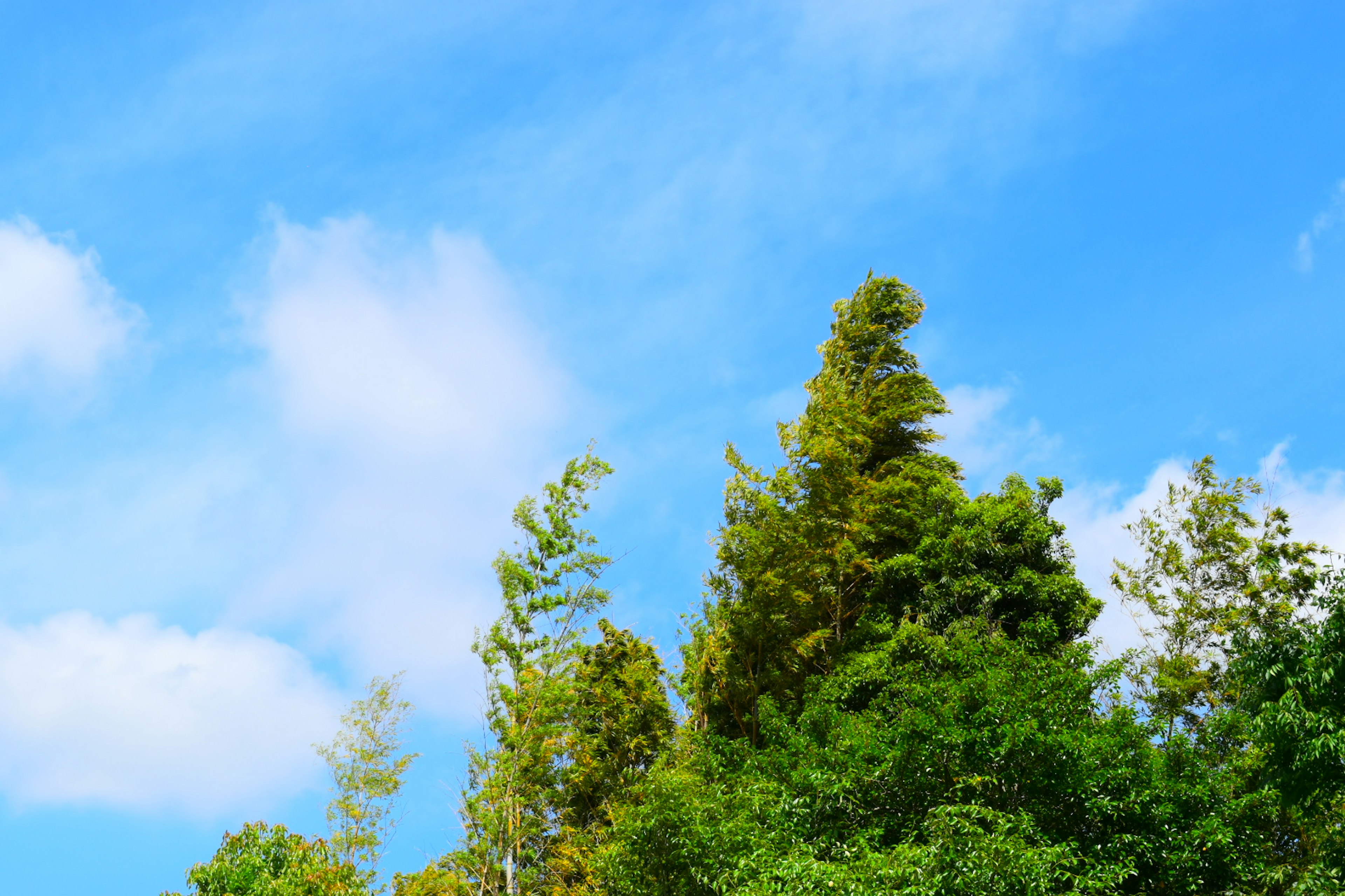 Paisaje con árboles verdes contra un cielo azul