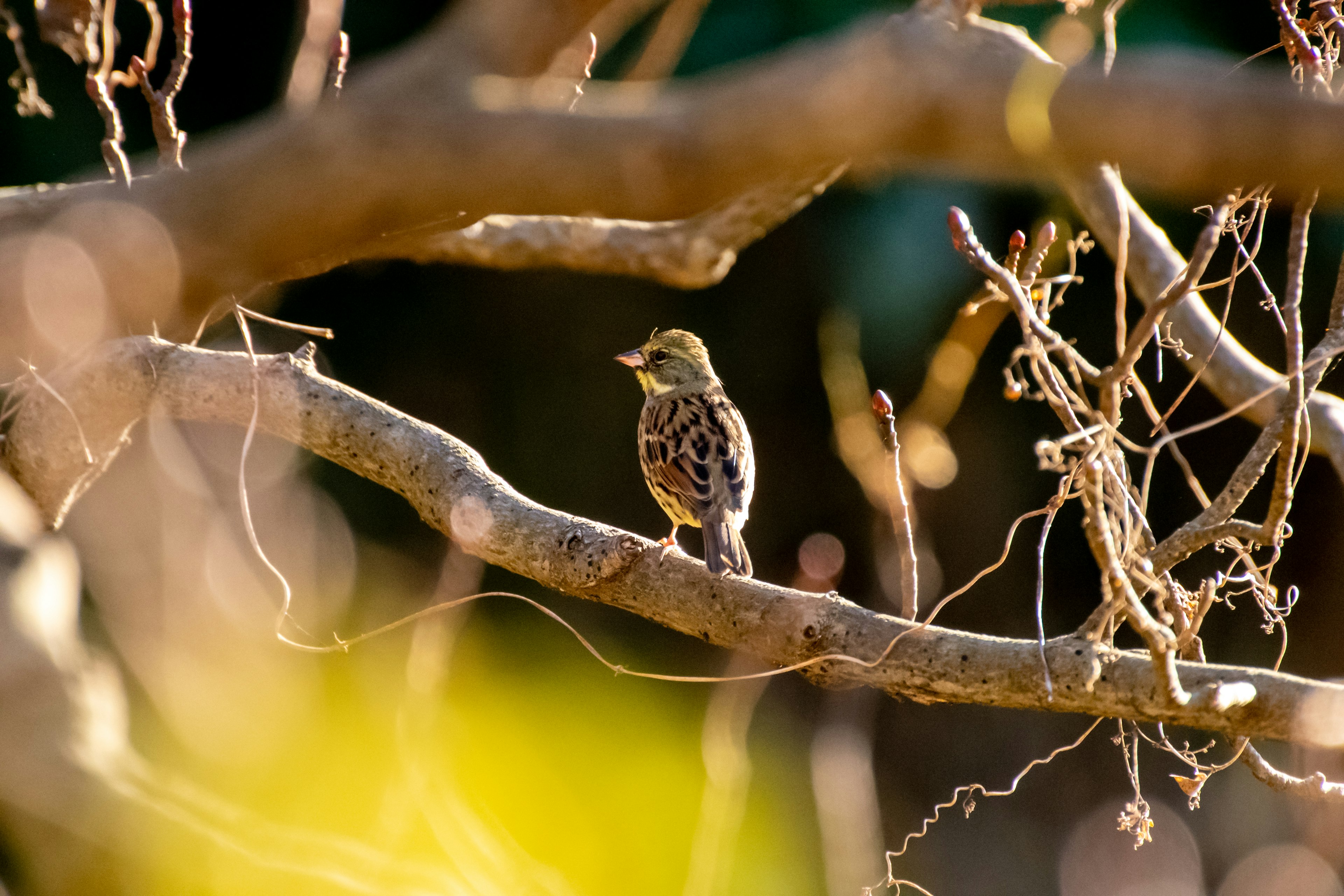 Un petit oiseau perché sur une branche avec une lumière douce en arrière-plan