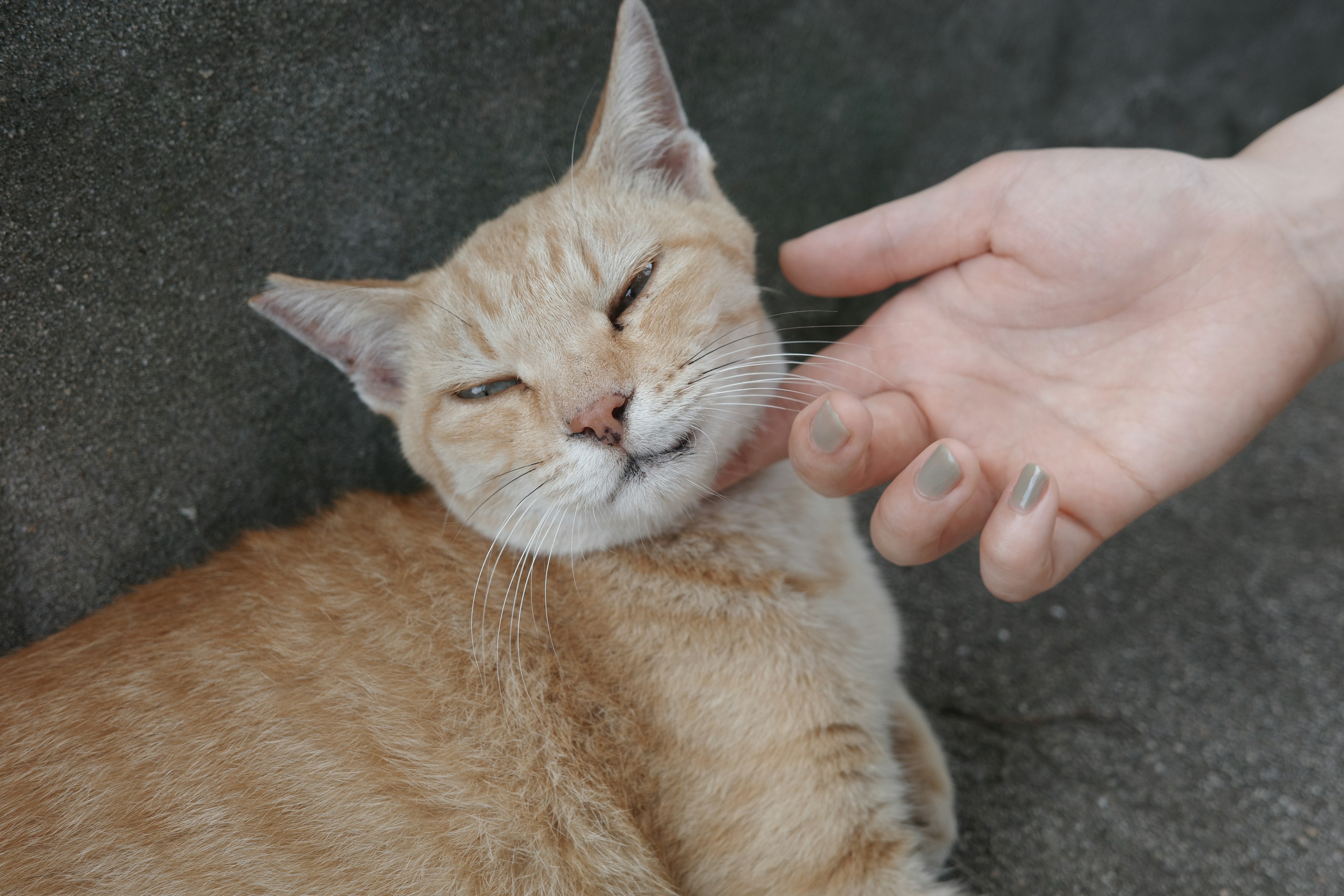 Un gato naranja feliz siendo acariciado por una mano