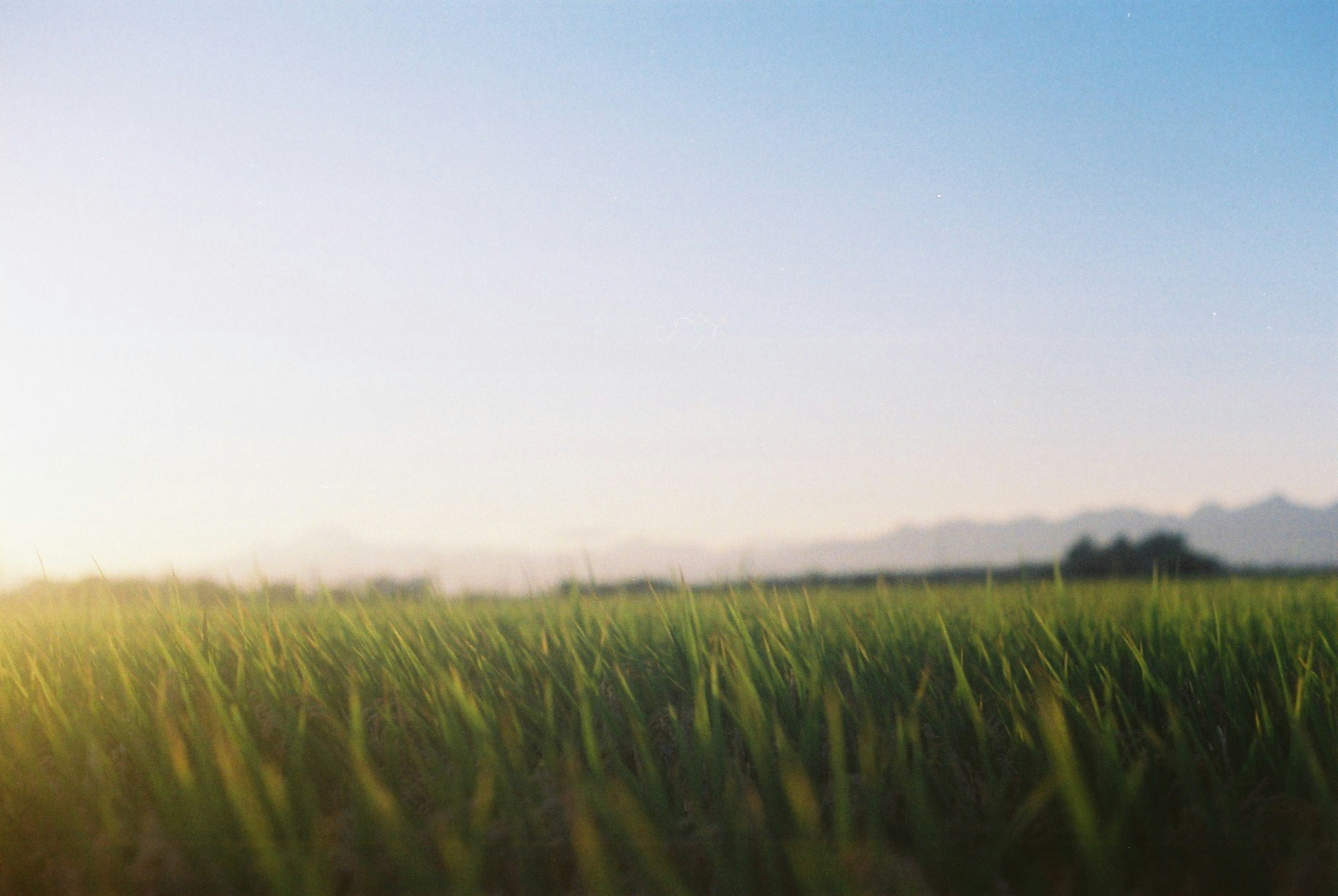 Champ de riz vert luxuriant sous un ciel bleu clair avec une douce lumière du soleil