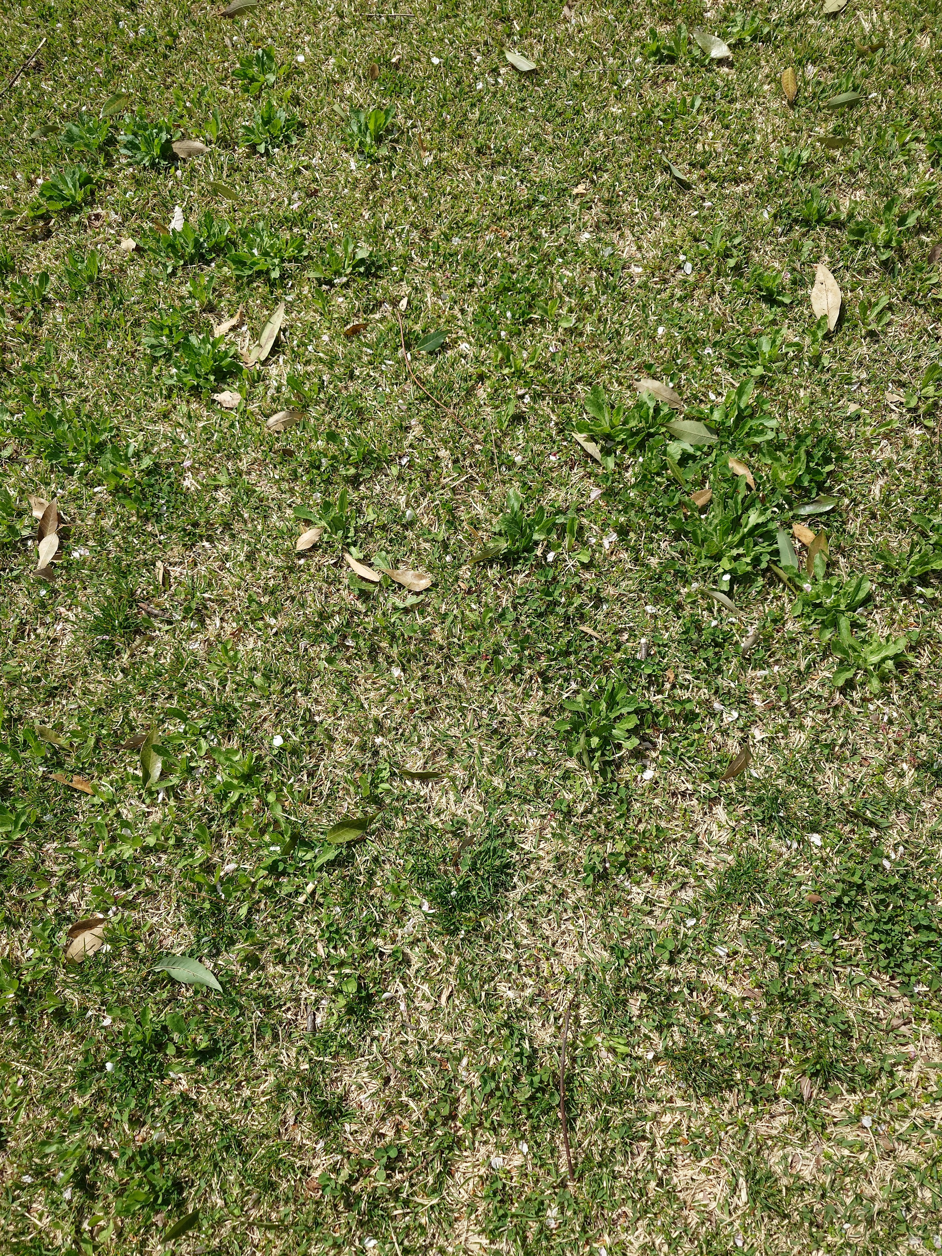 A patch of green grass with scattered leaves and small plants