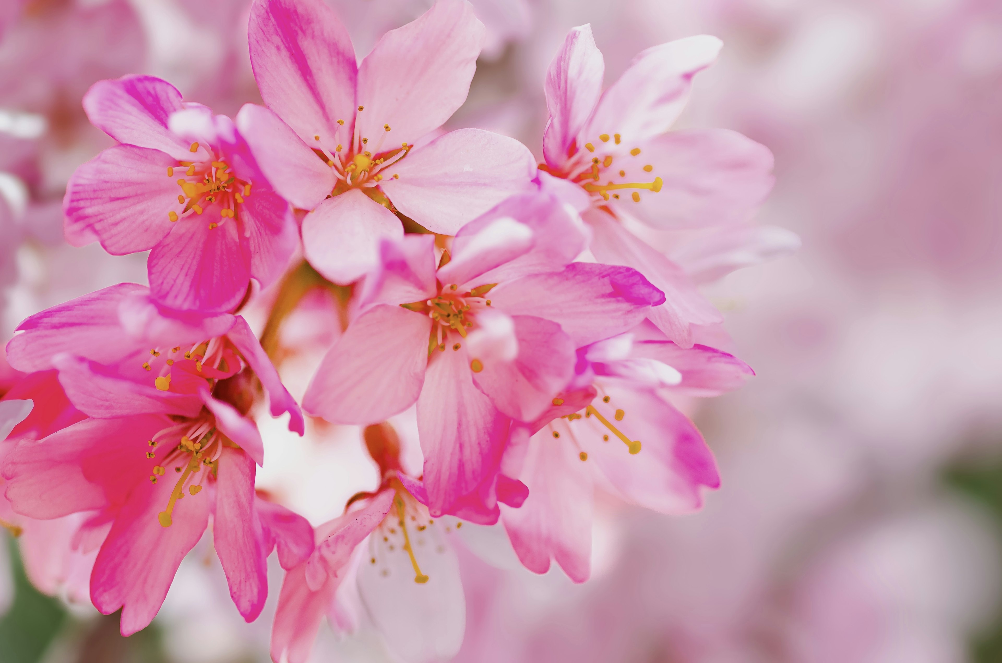 Acercamiento de flores de cerezo rosas en flor