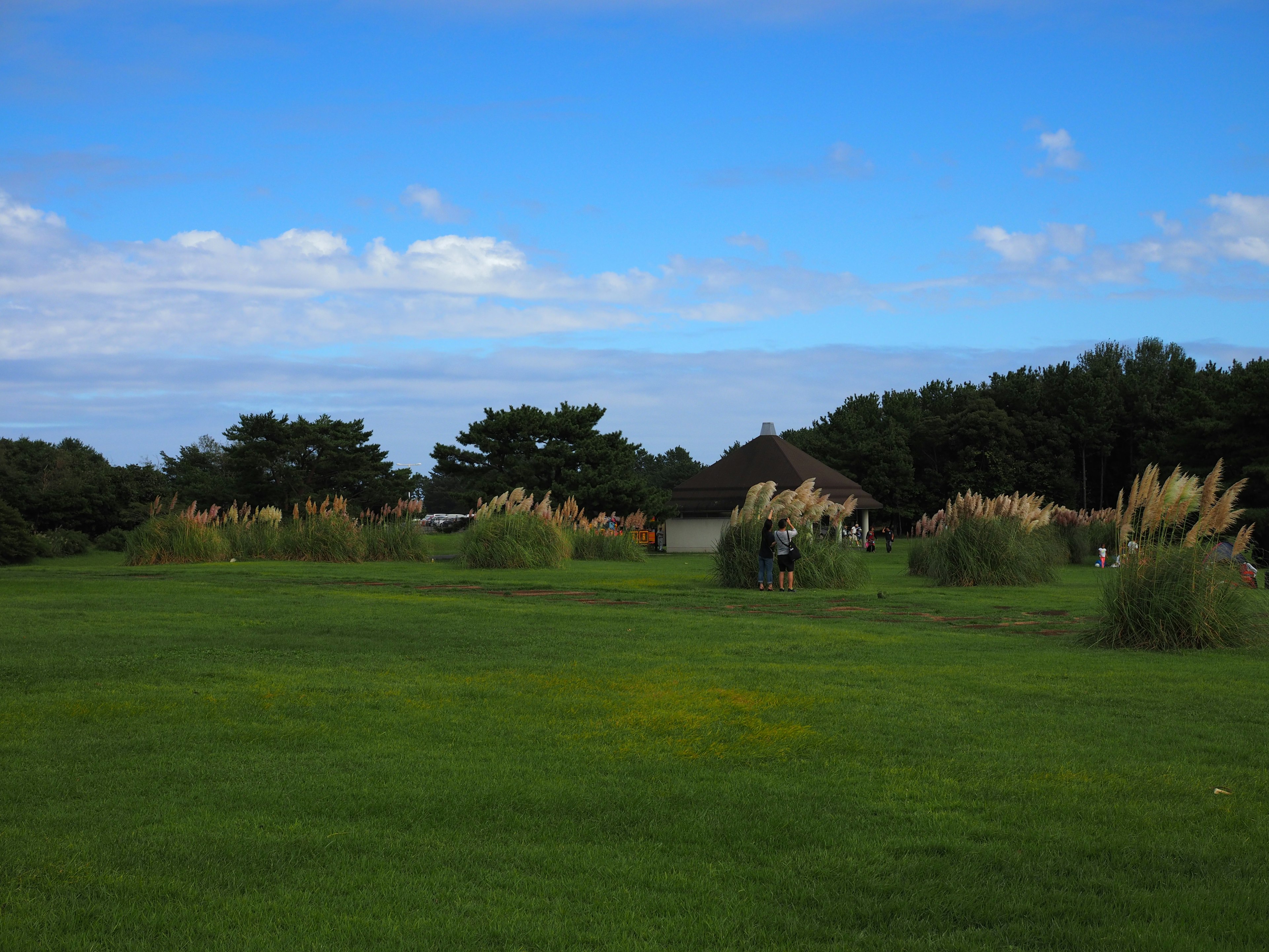 Une prairie verte sous un ciel bleu avec des herbes hautes et des arbres au loin