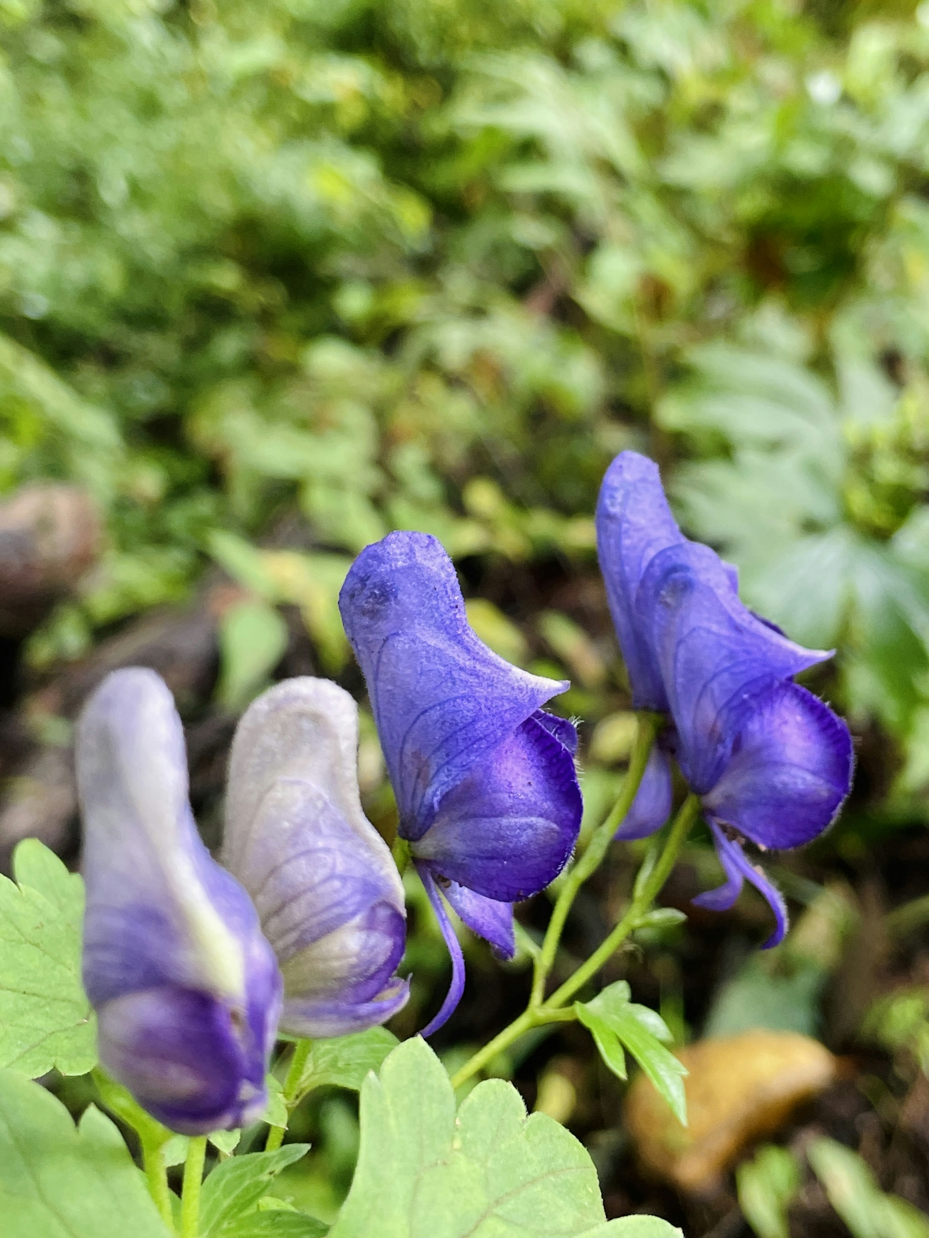 青紫色の花が咲いている植物のクローズアップ、背景は緑の葉