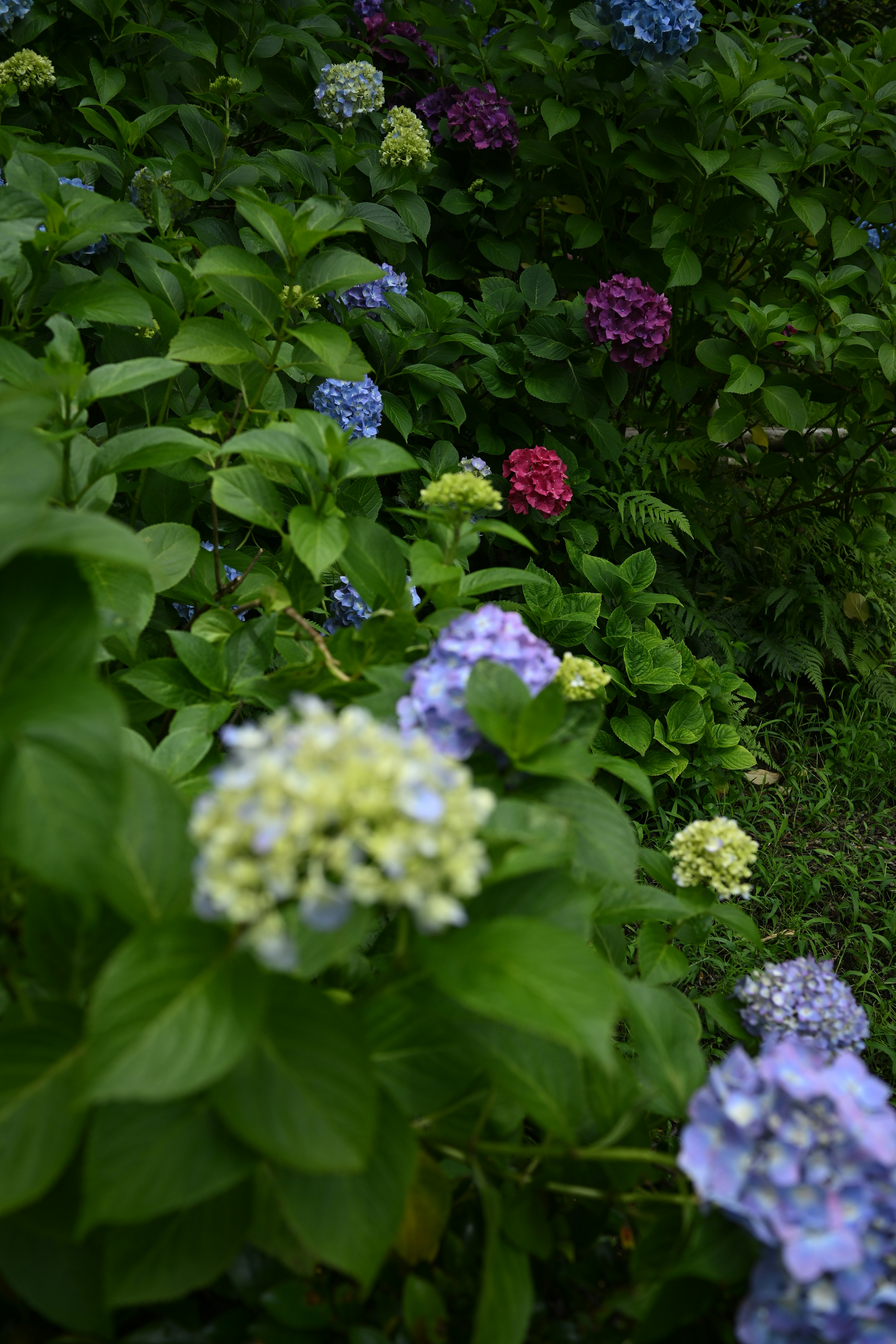 色とりどりのアジサイの花が咲いている庭の風景