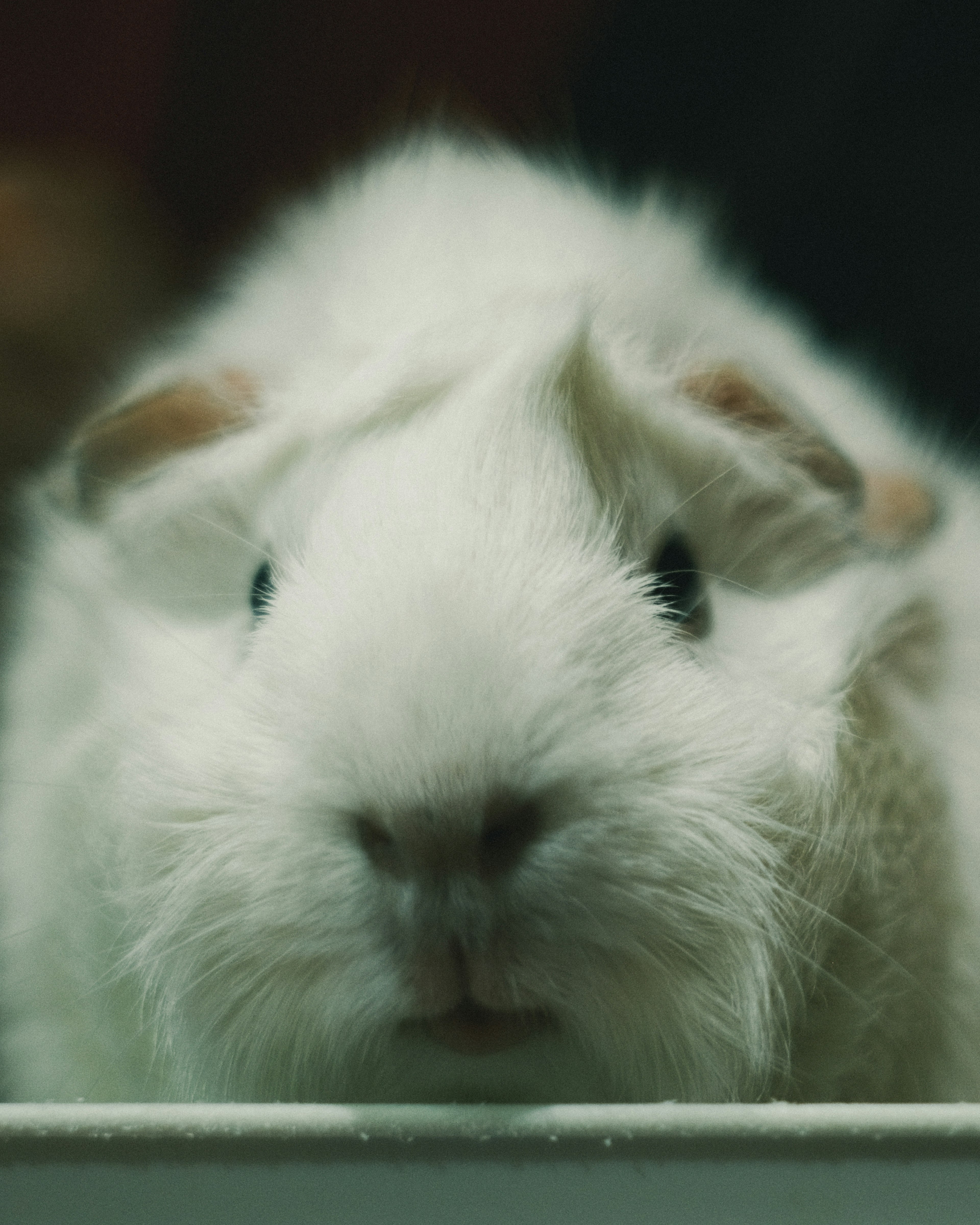 Close-up photo of a white guinea pig