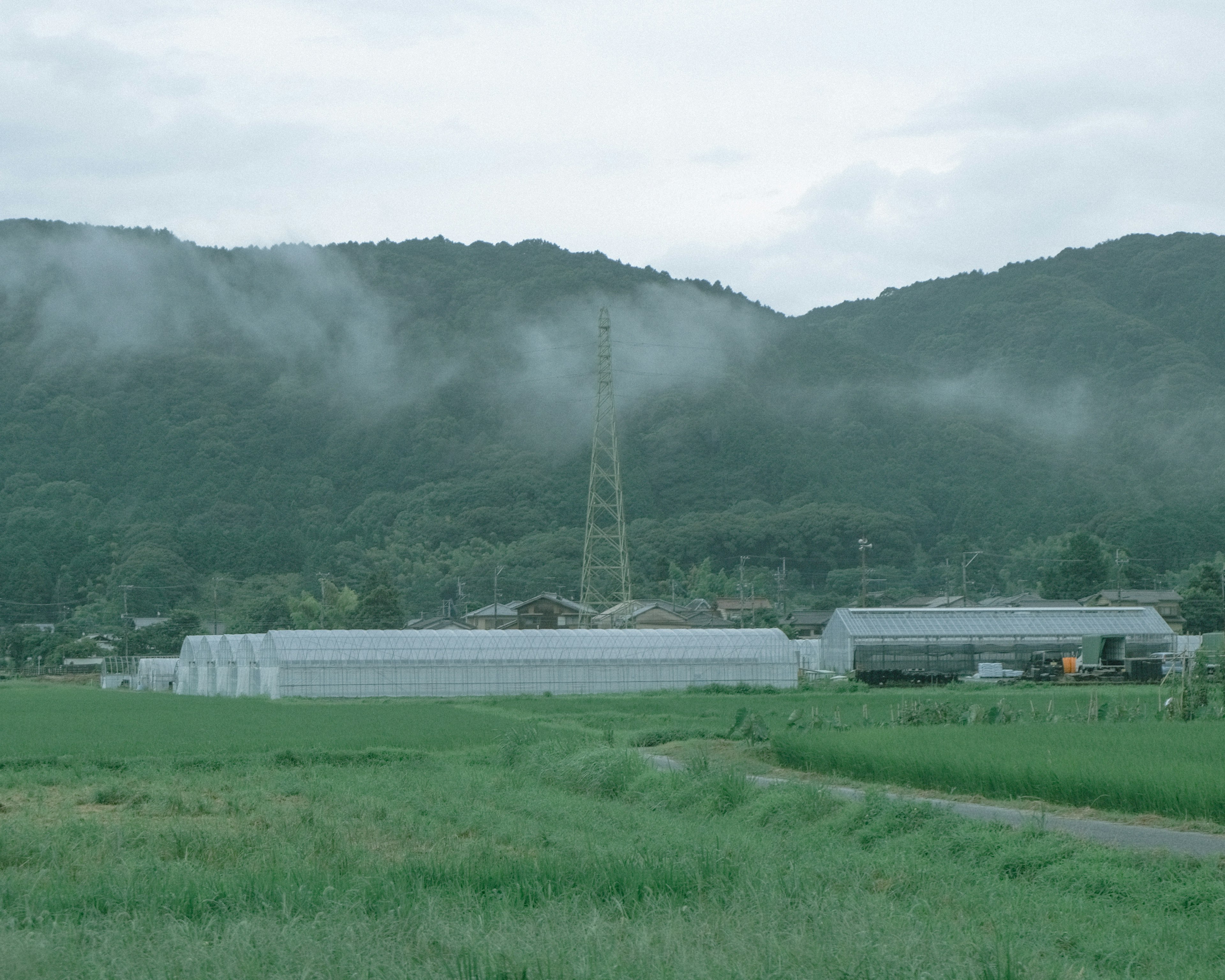 Landscape with green rice fields and greenhouses misty mountains in the background