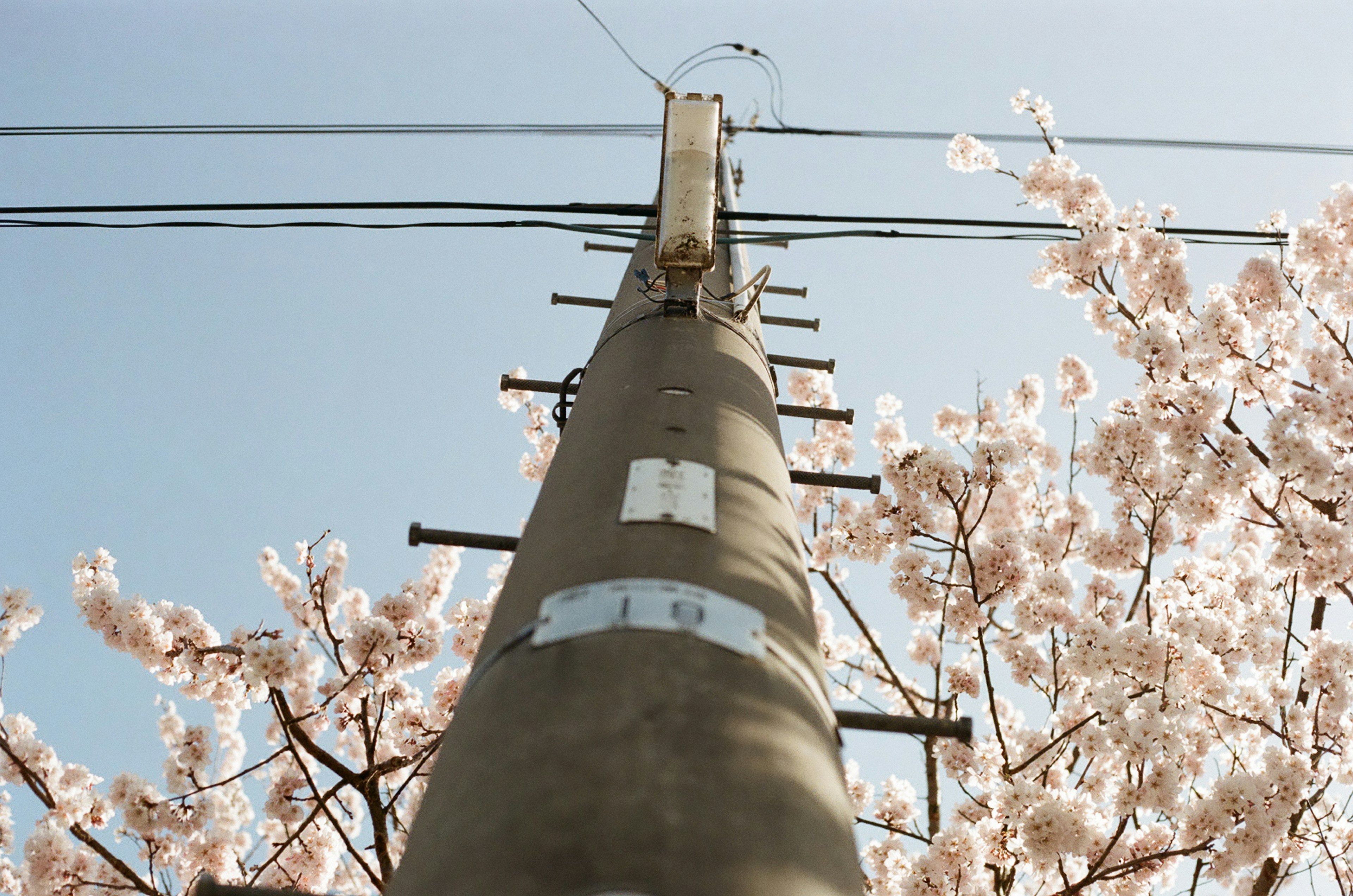 Blick auf einen Strommast umgeben von Kirschblüten