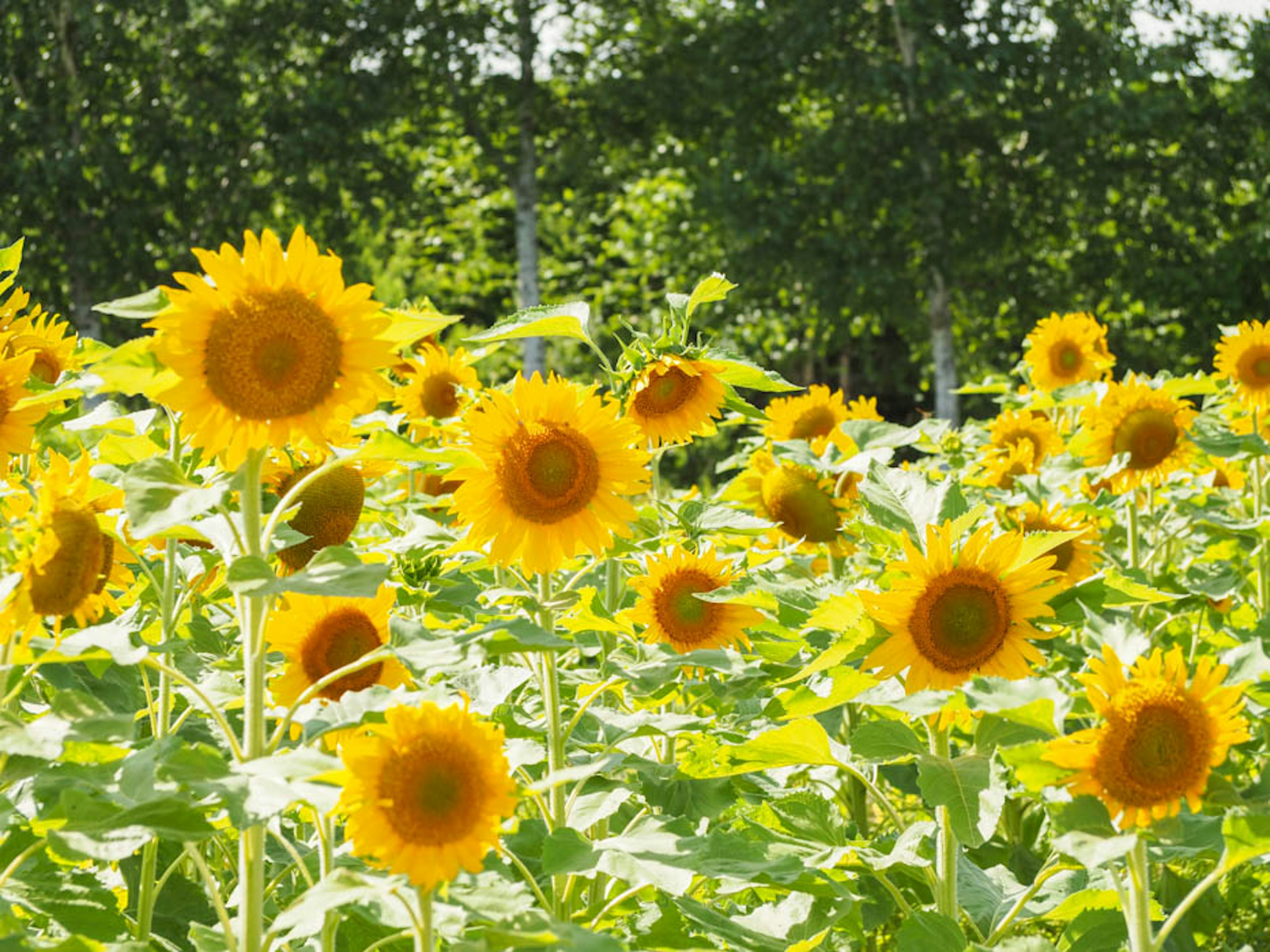 Champ lumineux de tournesols en fleurs