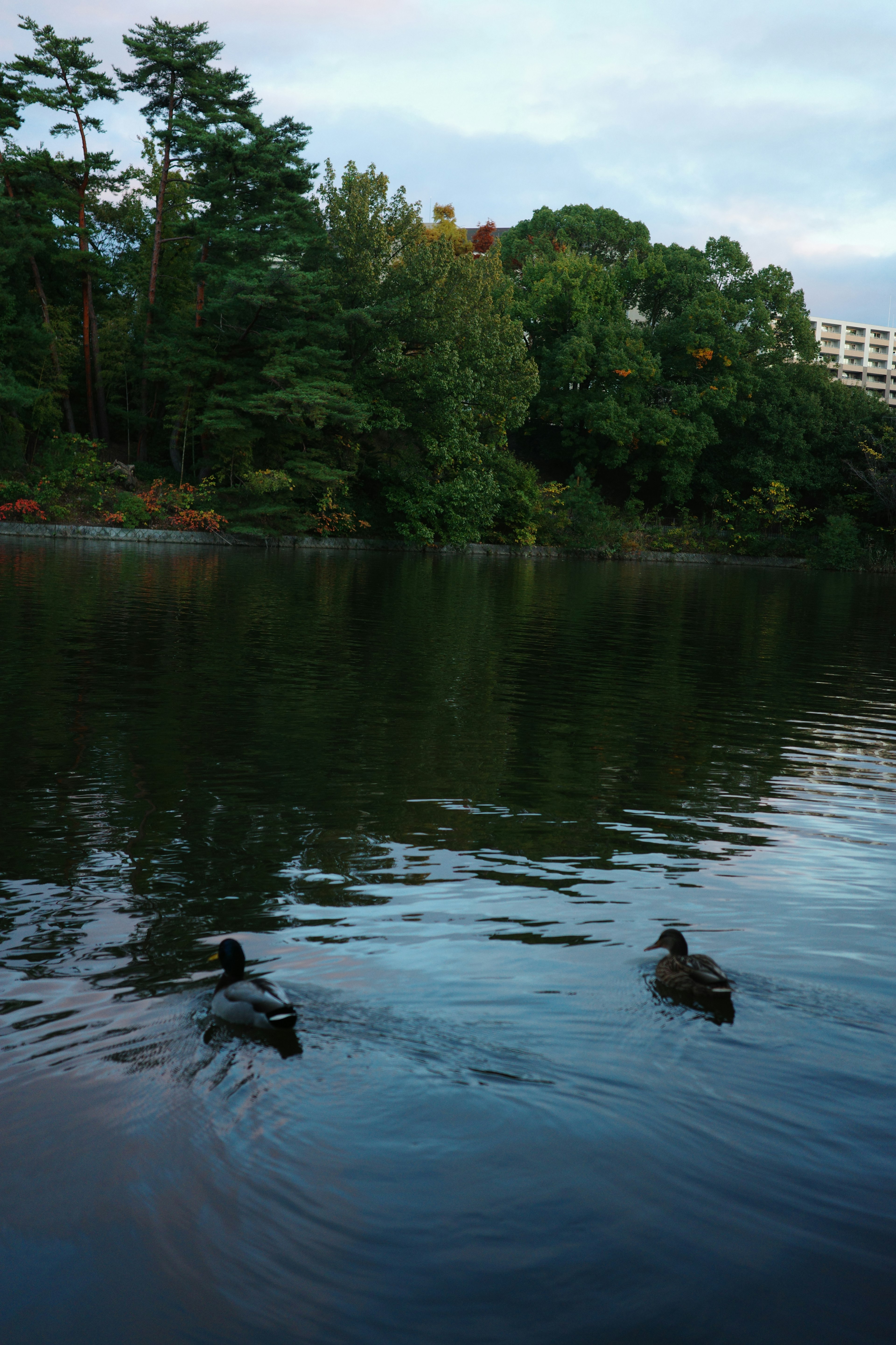 Dos patos nadando en un lago con árboles verdes al fondo