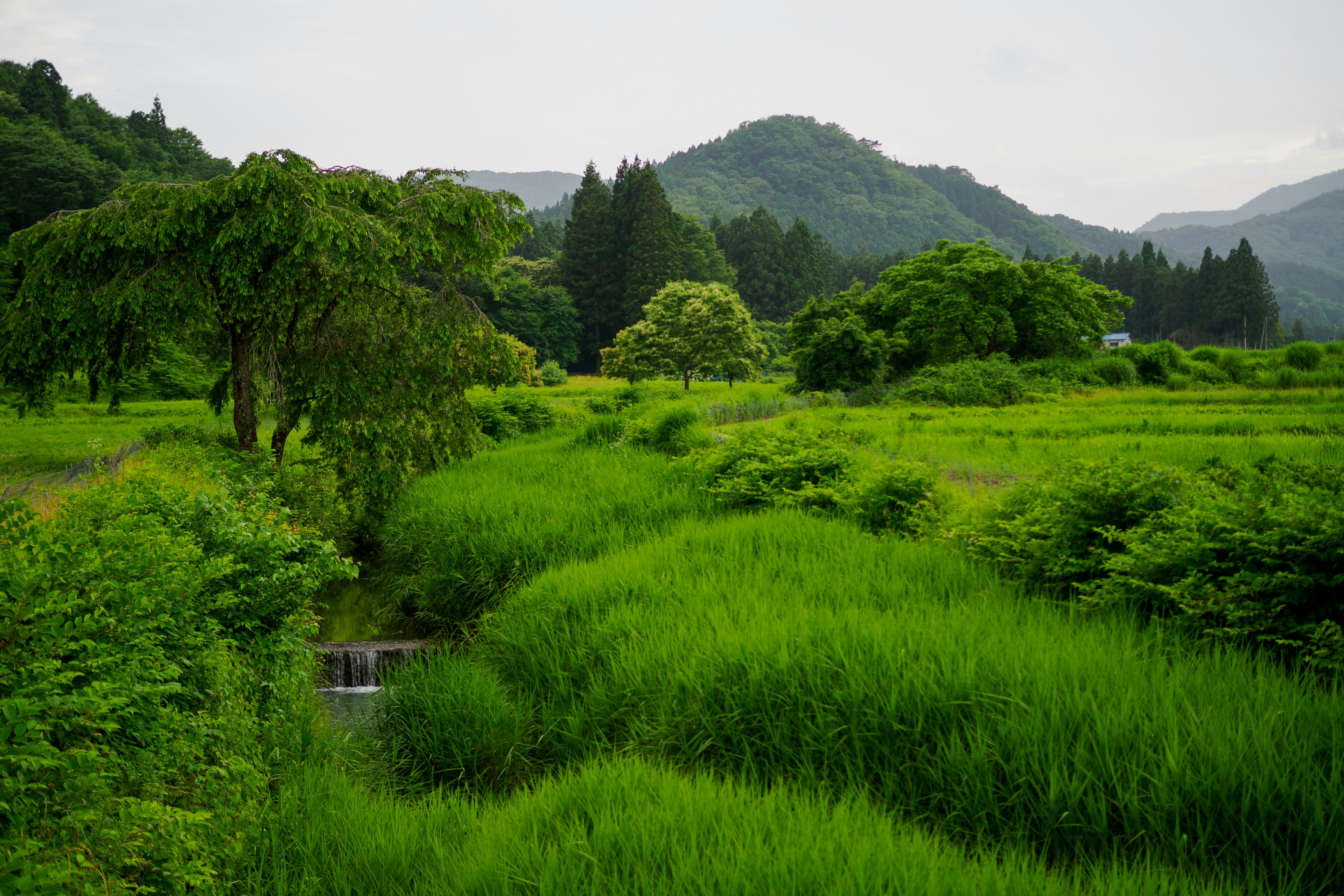 郁郁葱葱的乡村景观与小溪