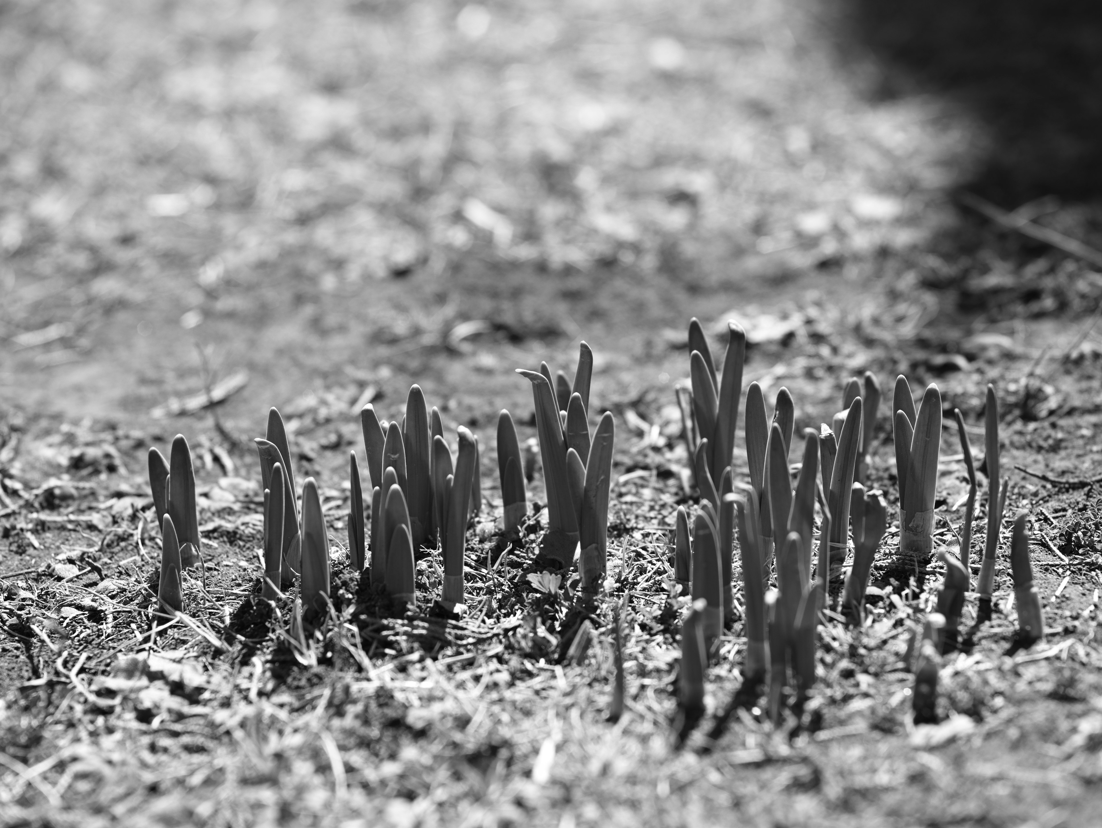 Conjunto de plantas jóvenes emergiendo del suelo en blanco y negro