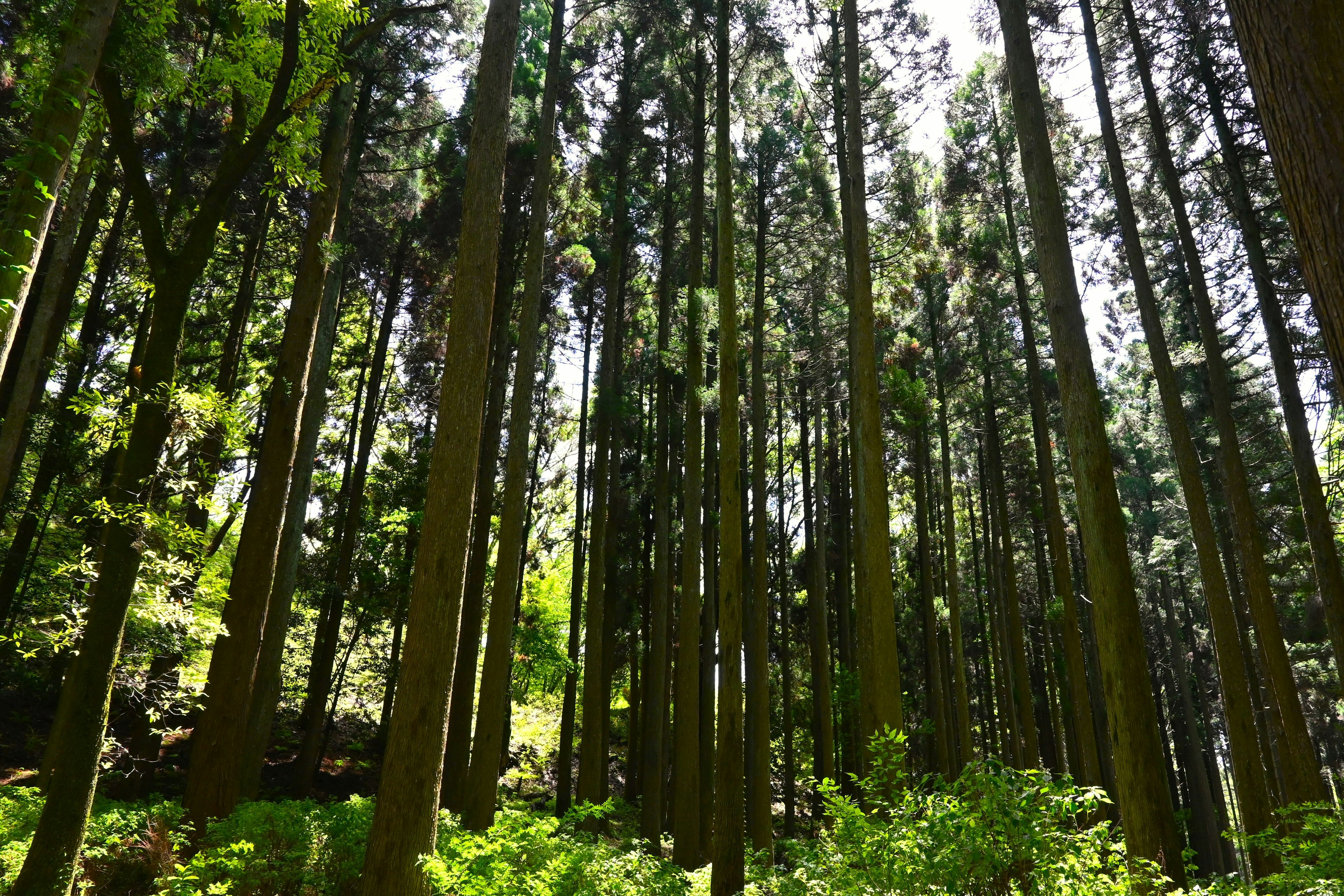 A view of tall trees in a lush forest