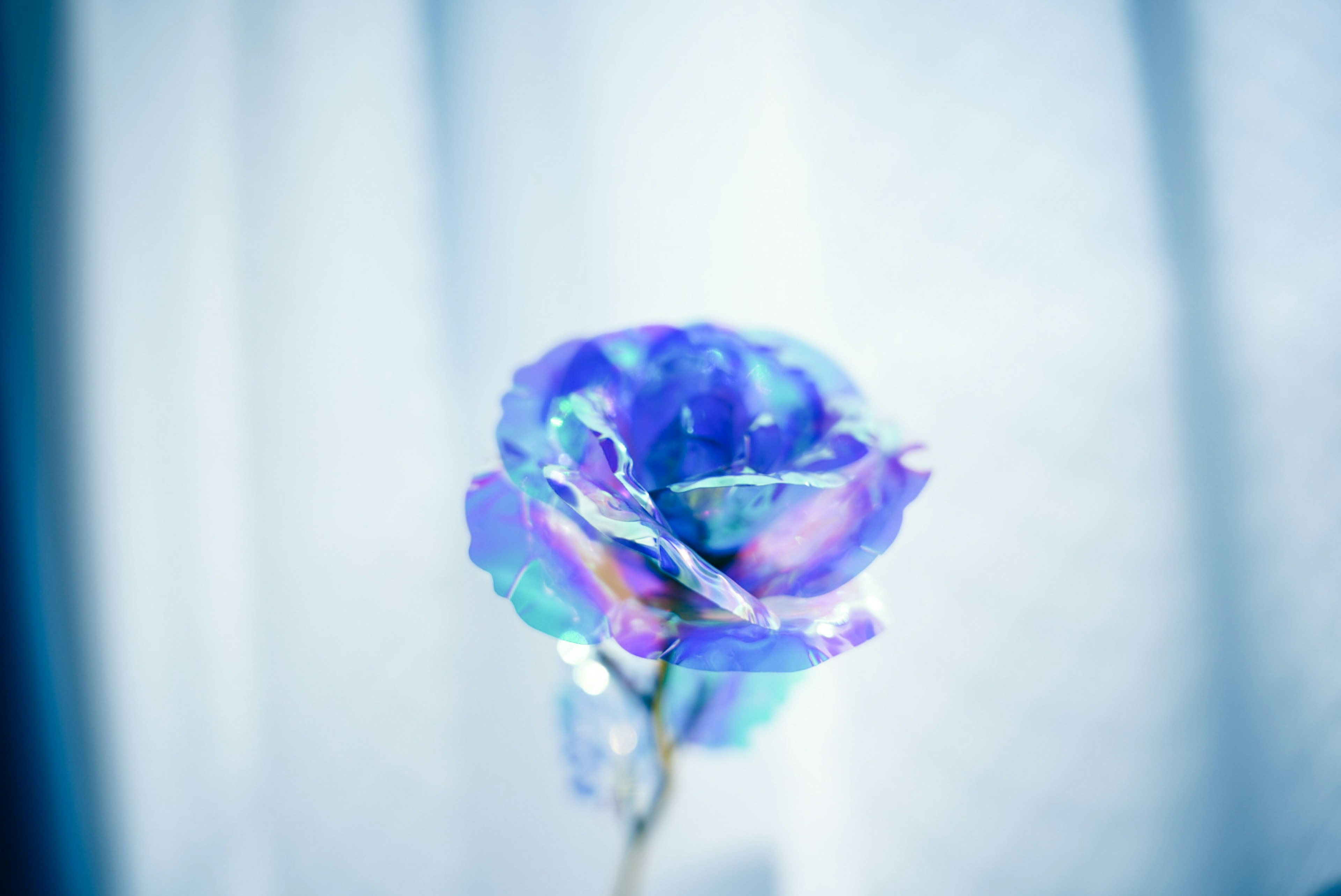 Close-up of a beautiful rose with blue and purple petals