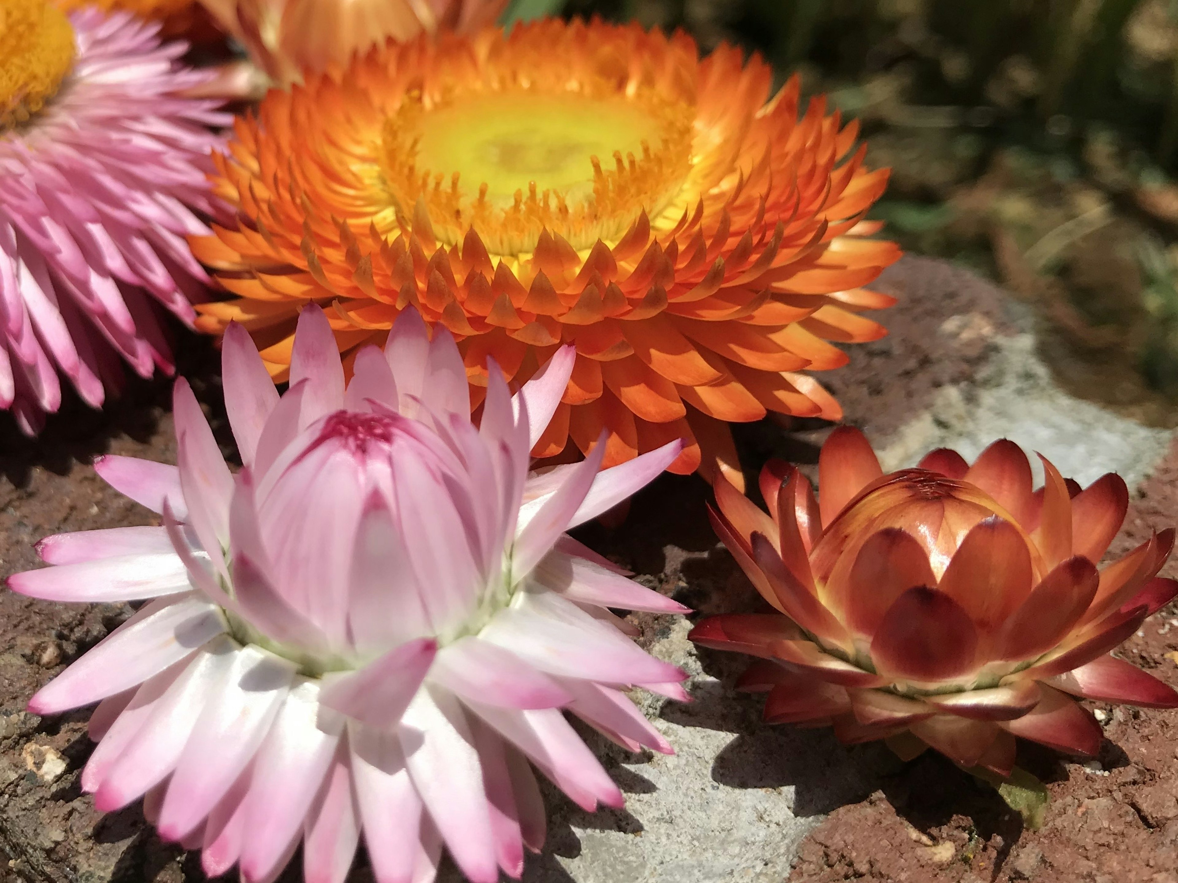 色とりどりの花が並ぶ美しい風景