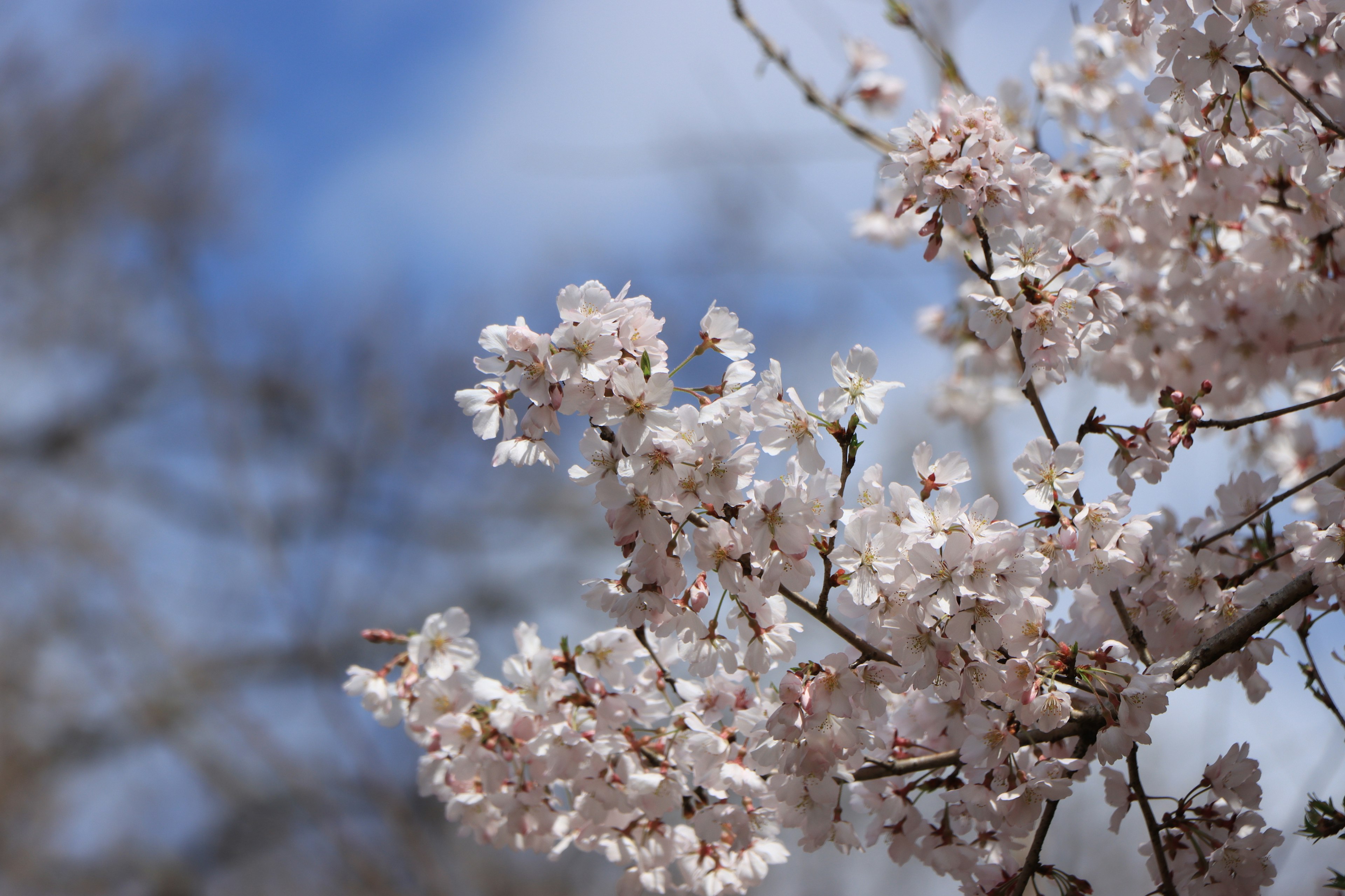 Cabang bunga sakura dengan bunga merah muda yang halus di latar belakang langit biru