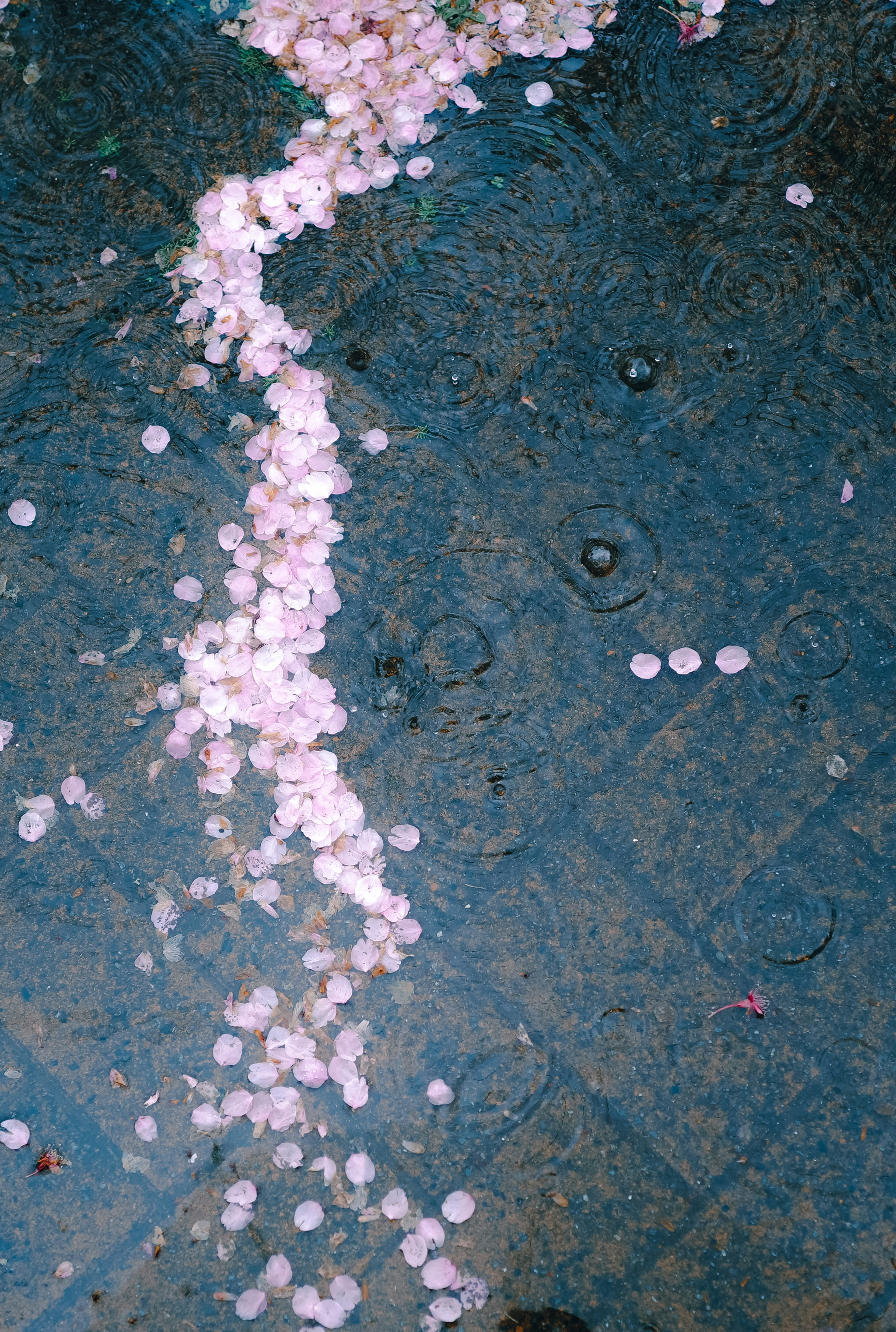 A trail of pink cherry blossom petals on a blue pavement