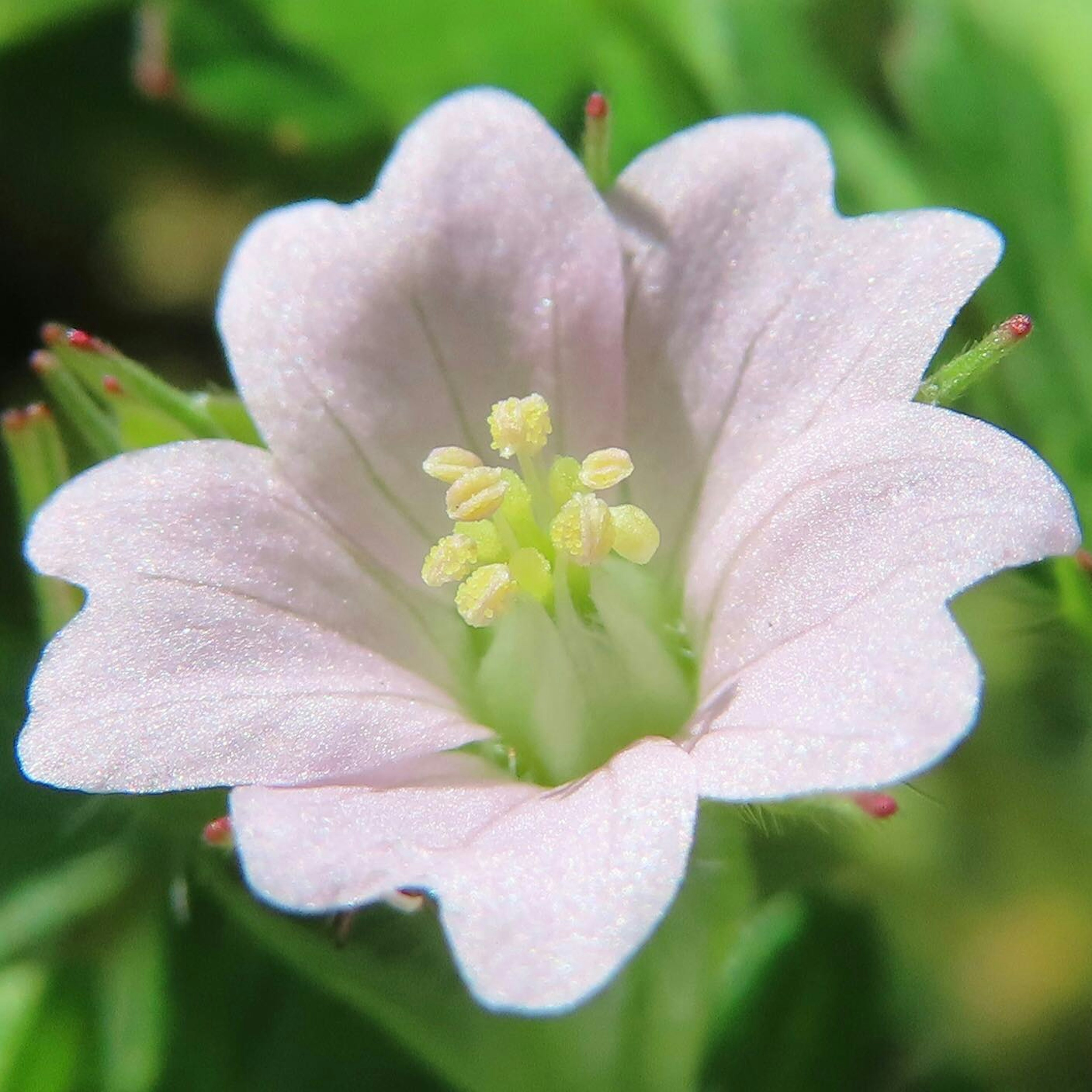 Acercamiento de una flor rosa claro con estambres y pistilo amarillos