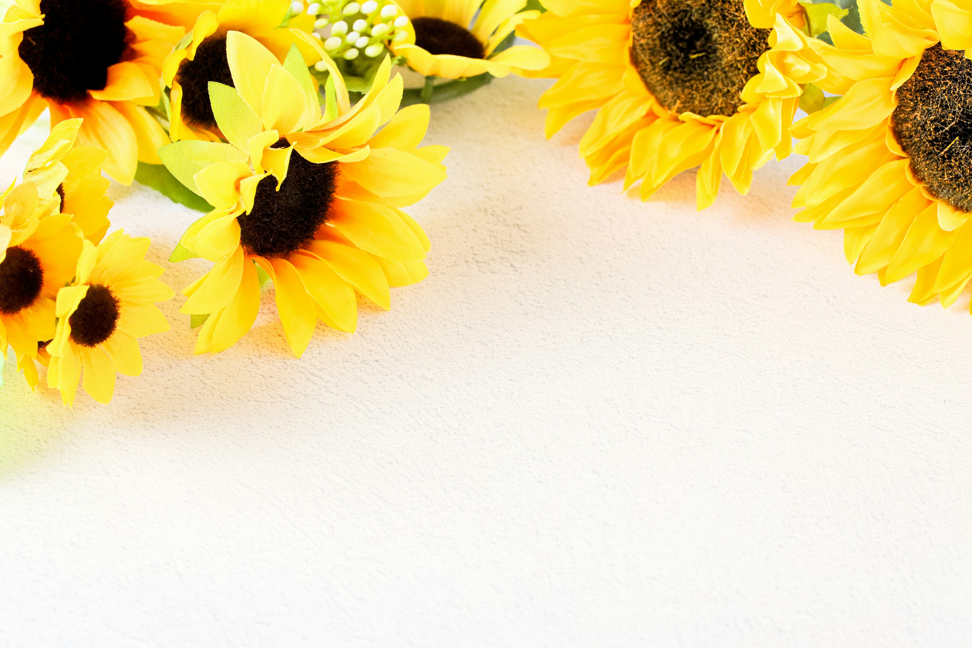 Tournesols brillants disposés sur un fond blanc