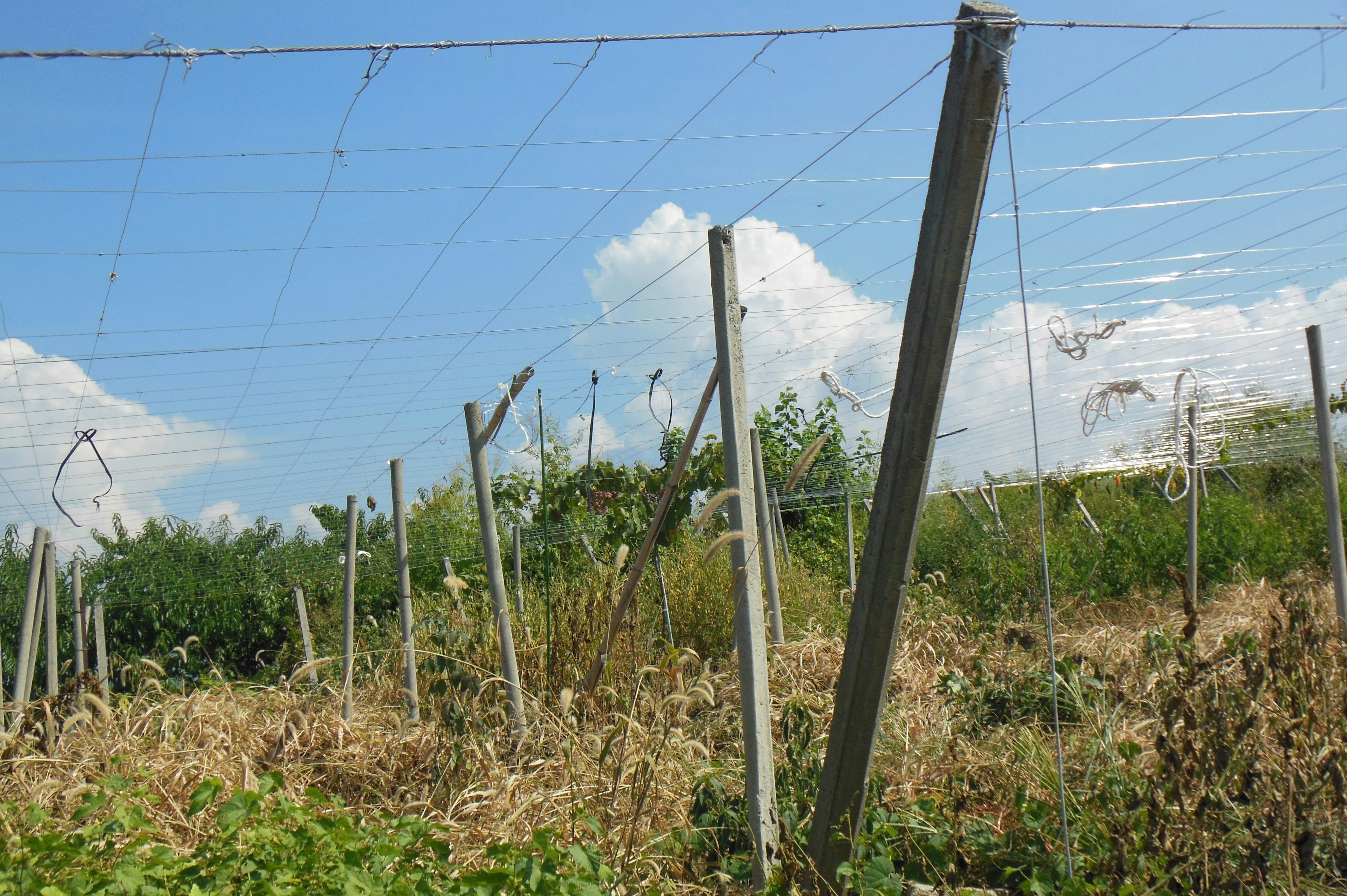 Weinstockpfosten unter einem blauen Himmel mit Unkraut