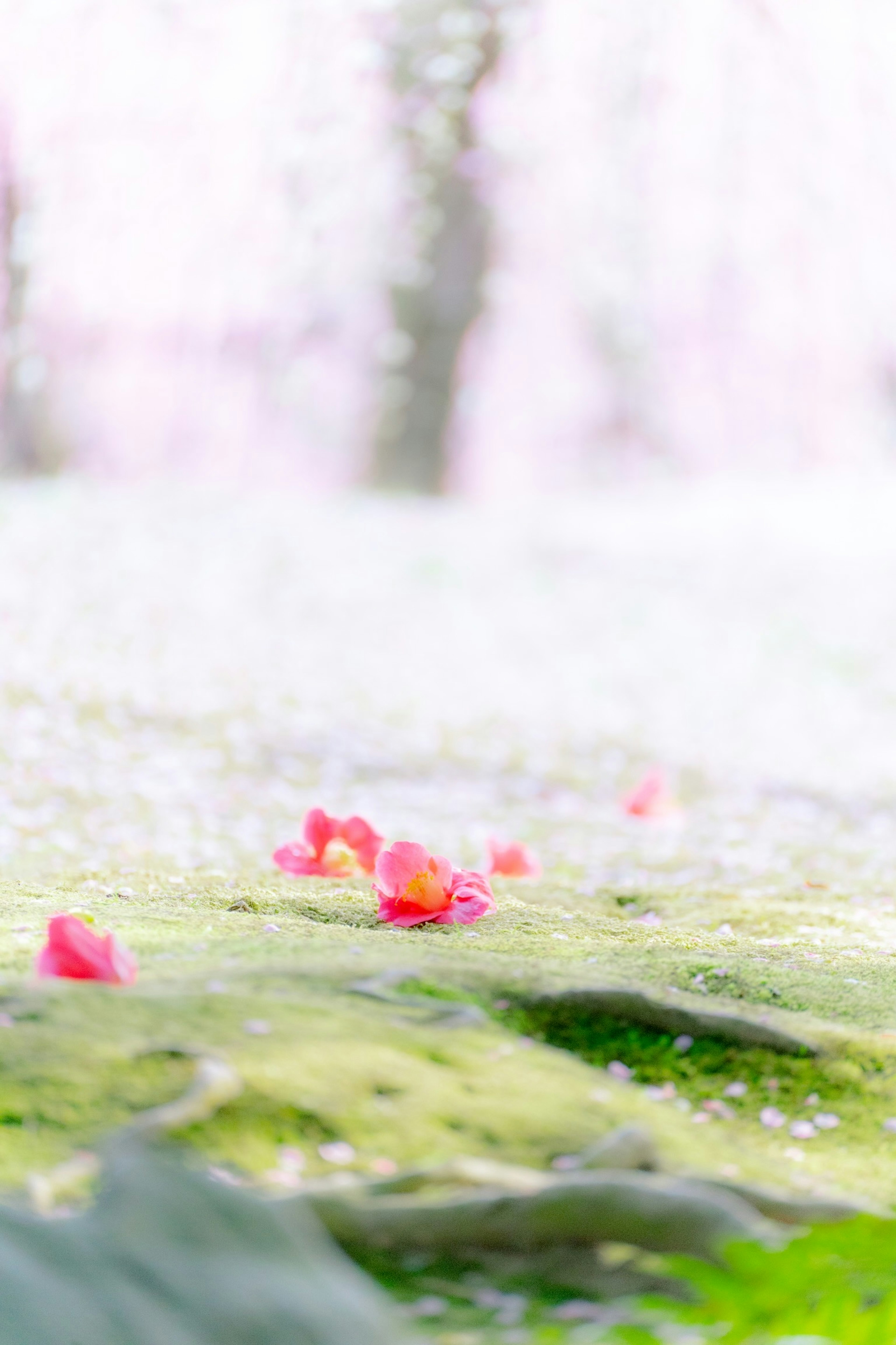 Pétales de fleurs roses éparpillés sur de la mousse verte dans un paysage flou doux