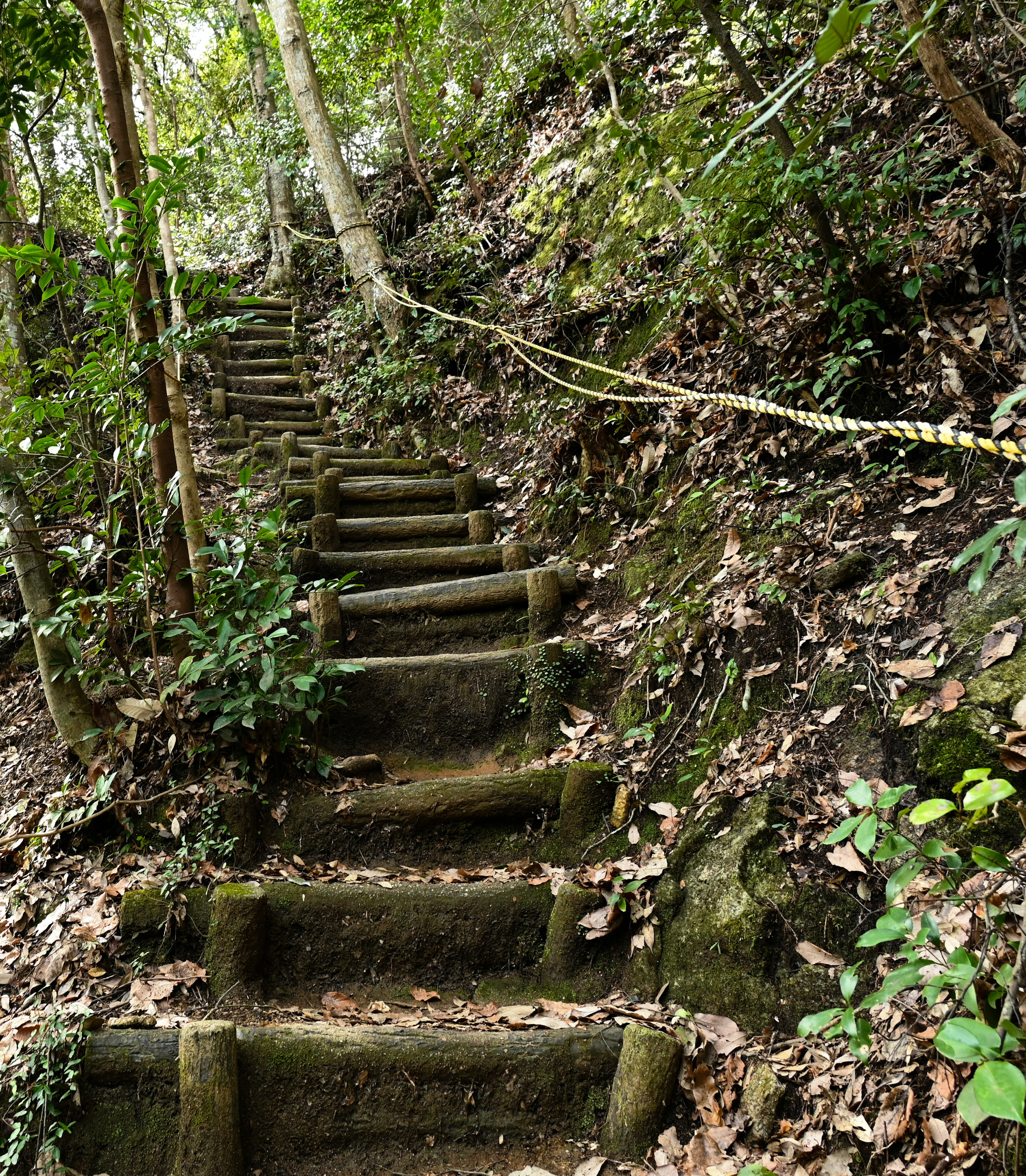 Stone steps leading through a lush green forest