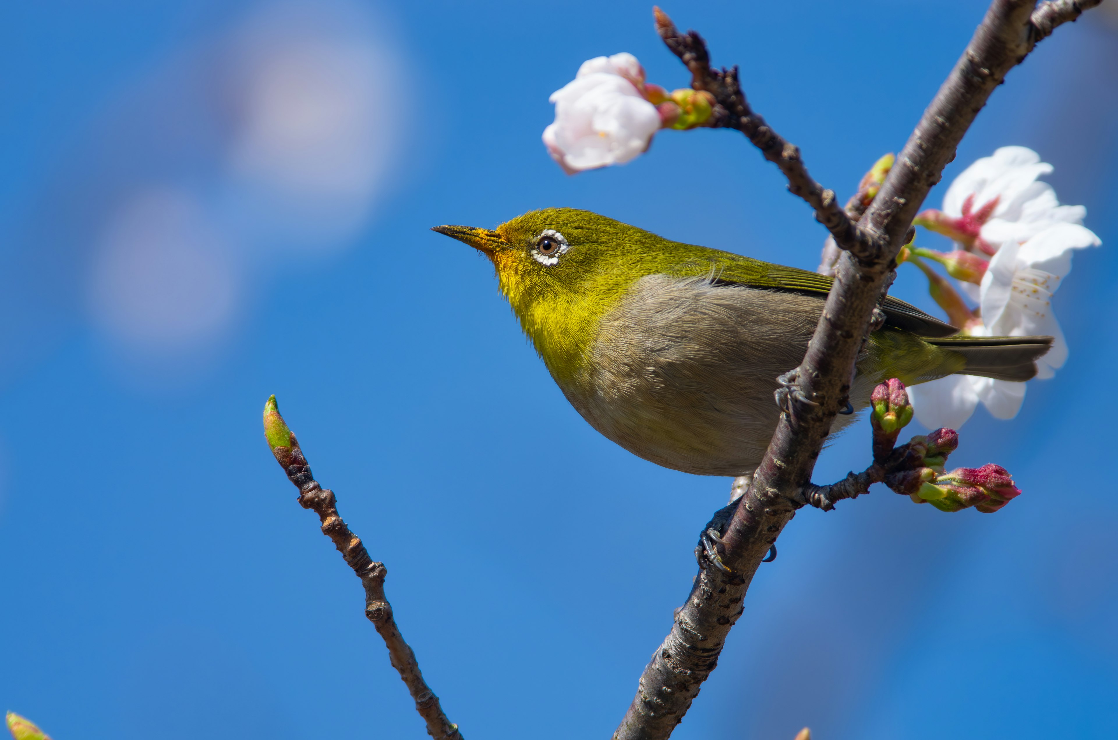 Un petit oiseau vert perché sur des fleurs de cerisier sous un ciel bleu