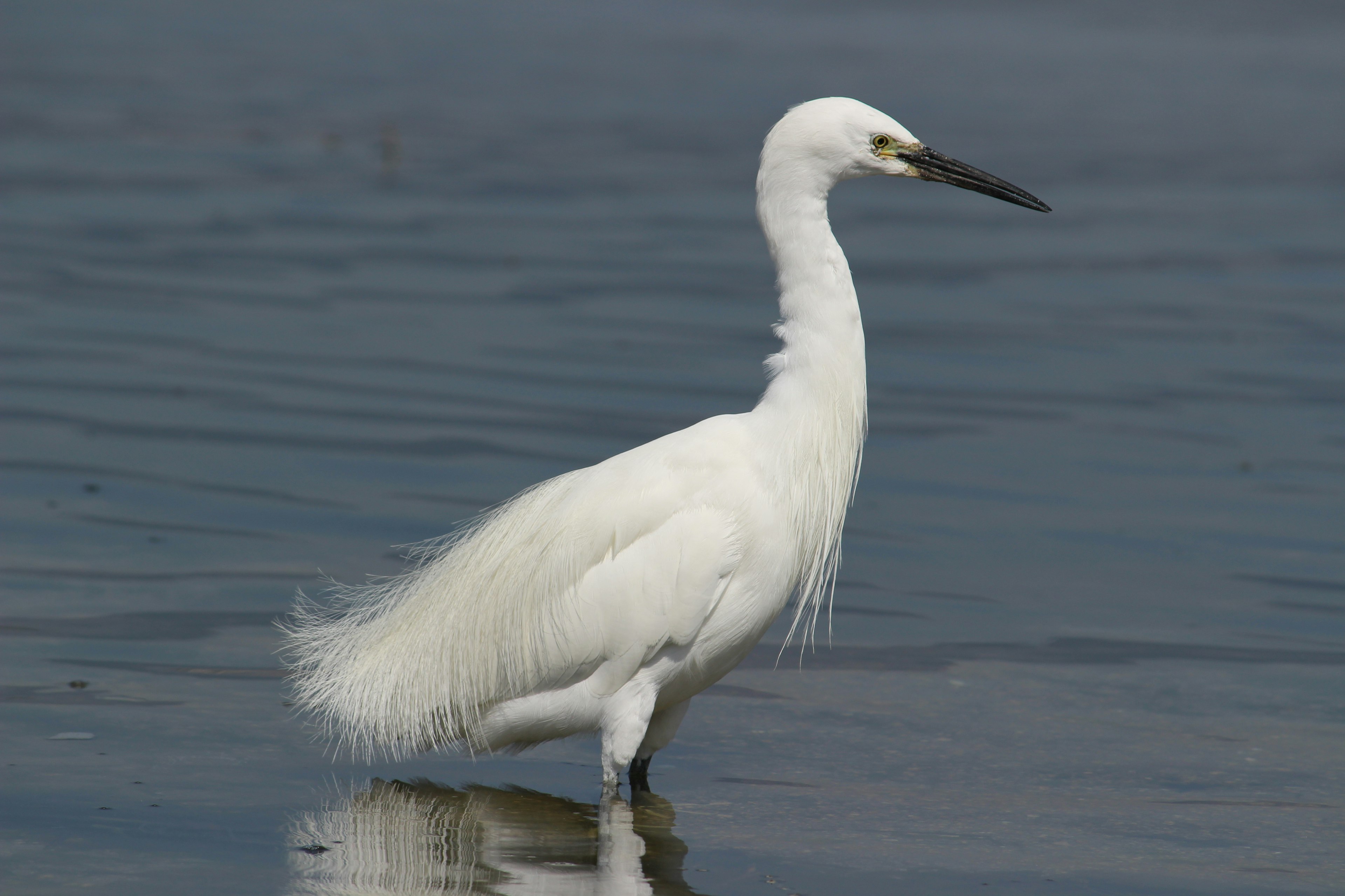 Un airone bianco in piedi vicino all'acqua