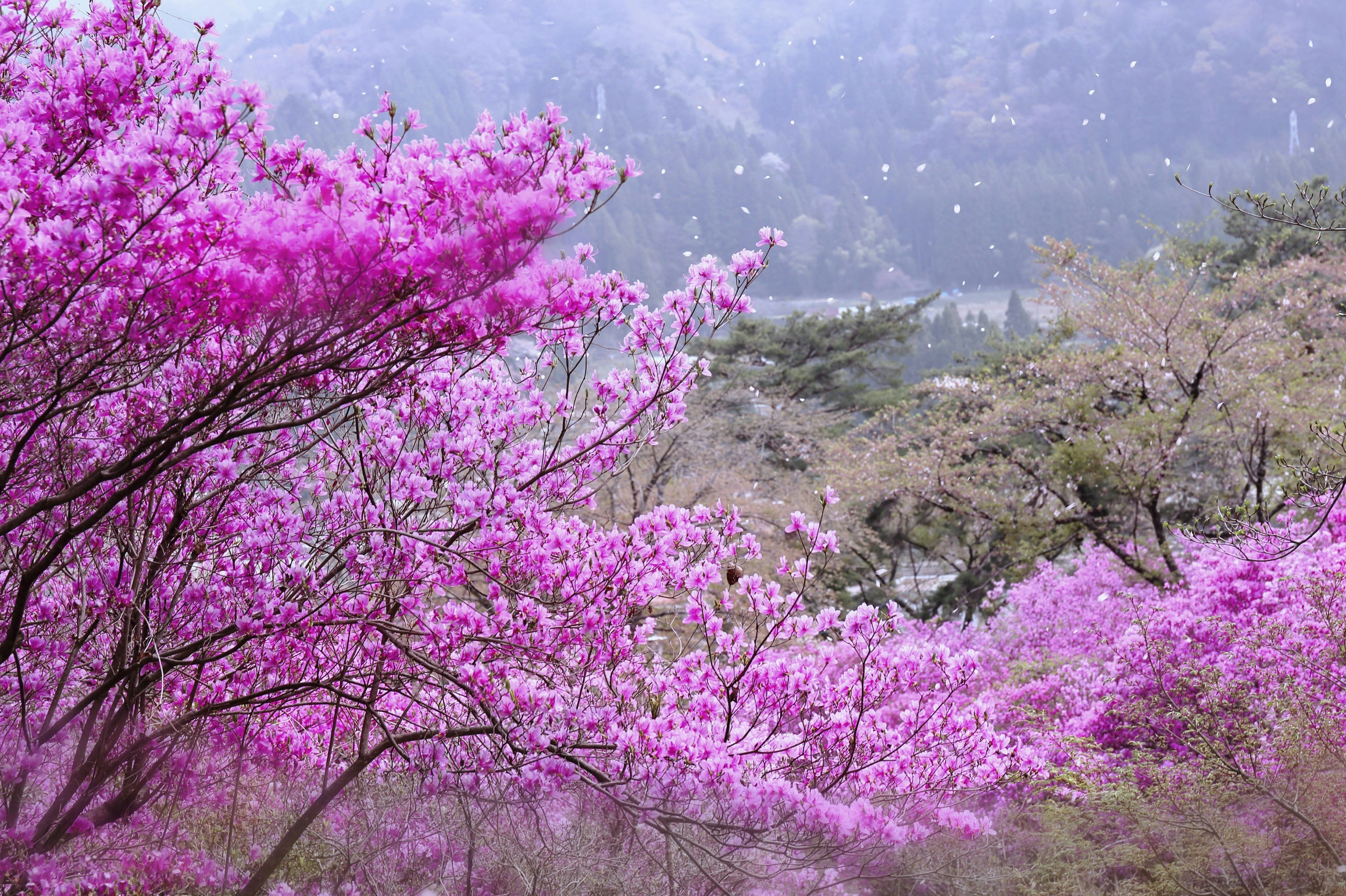 春の美しいピンクの花々が咲く風景