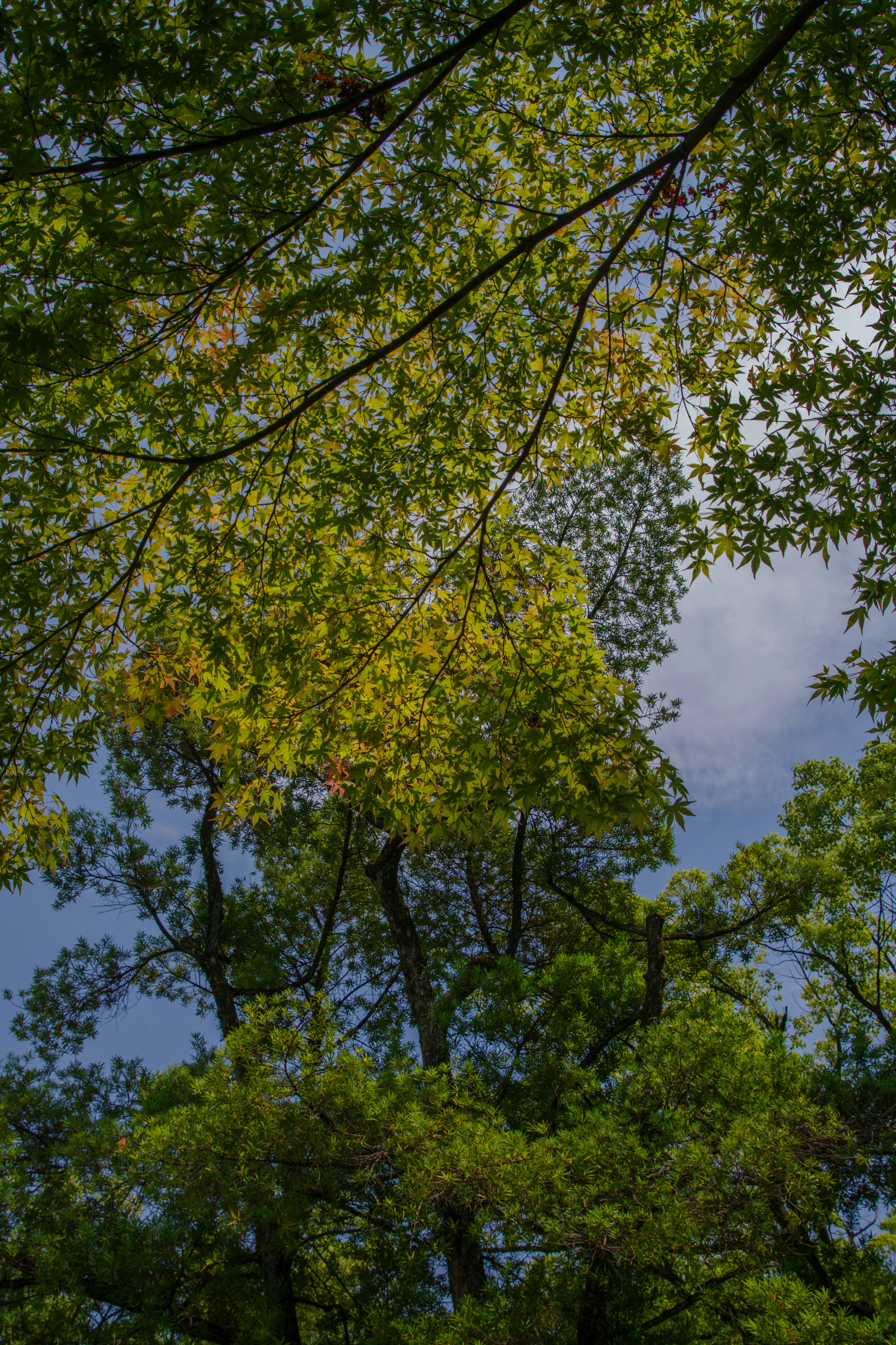 Feuilles vertes luxuriantes contrastant avec un ciel bleu et le sommet des arbres