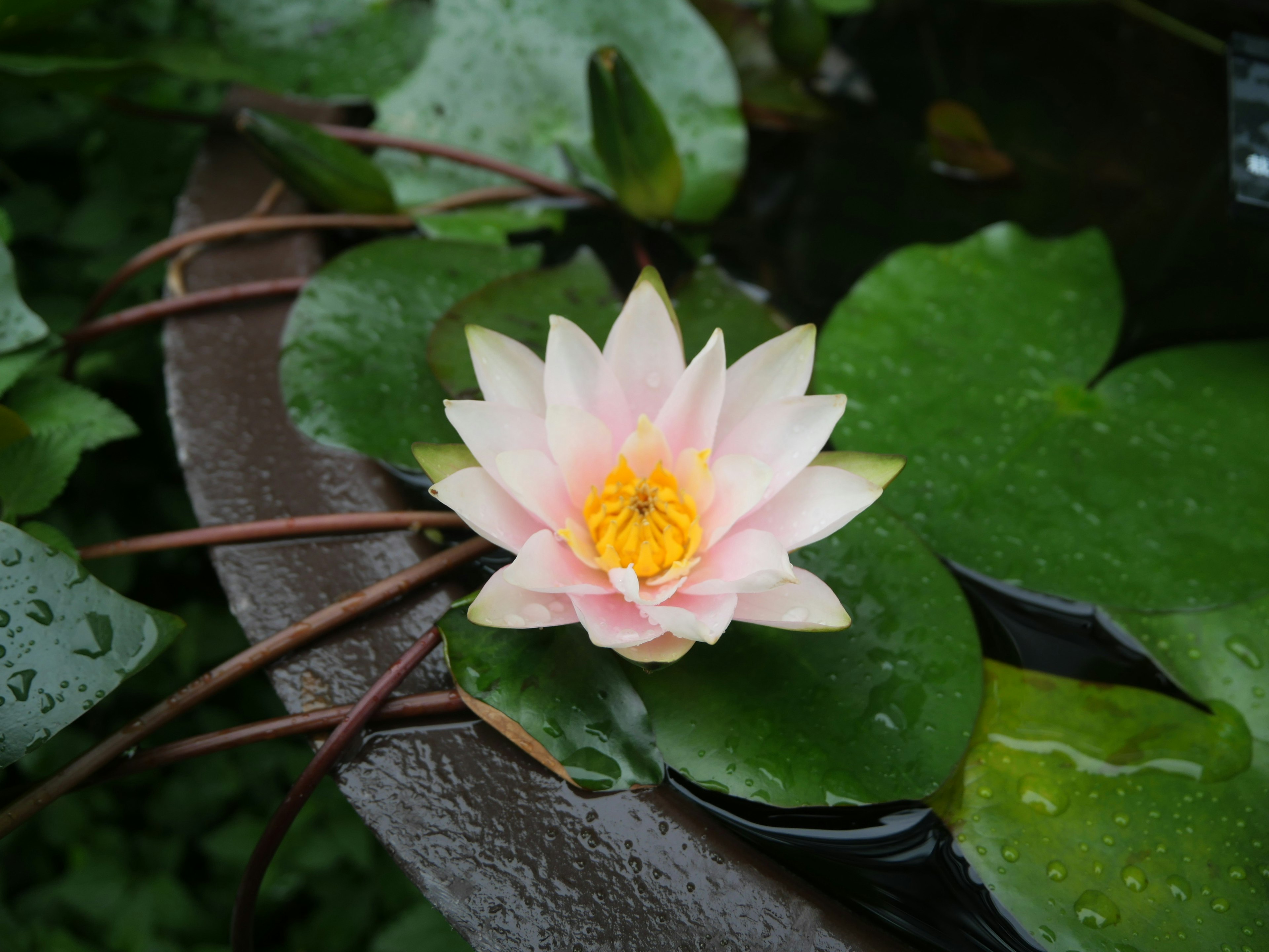 Un beau nénuphar rose flottant sur des feuilles vertes