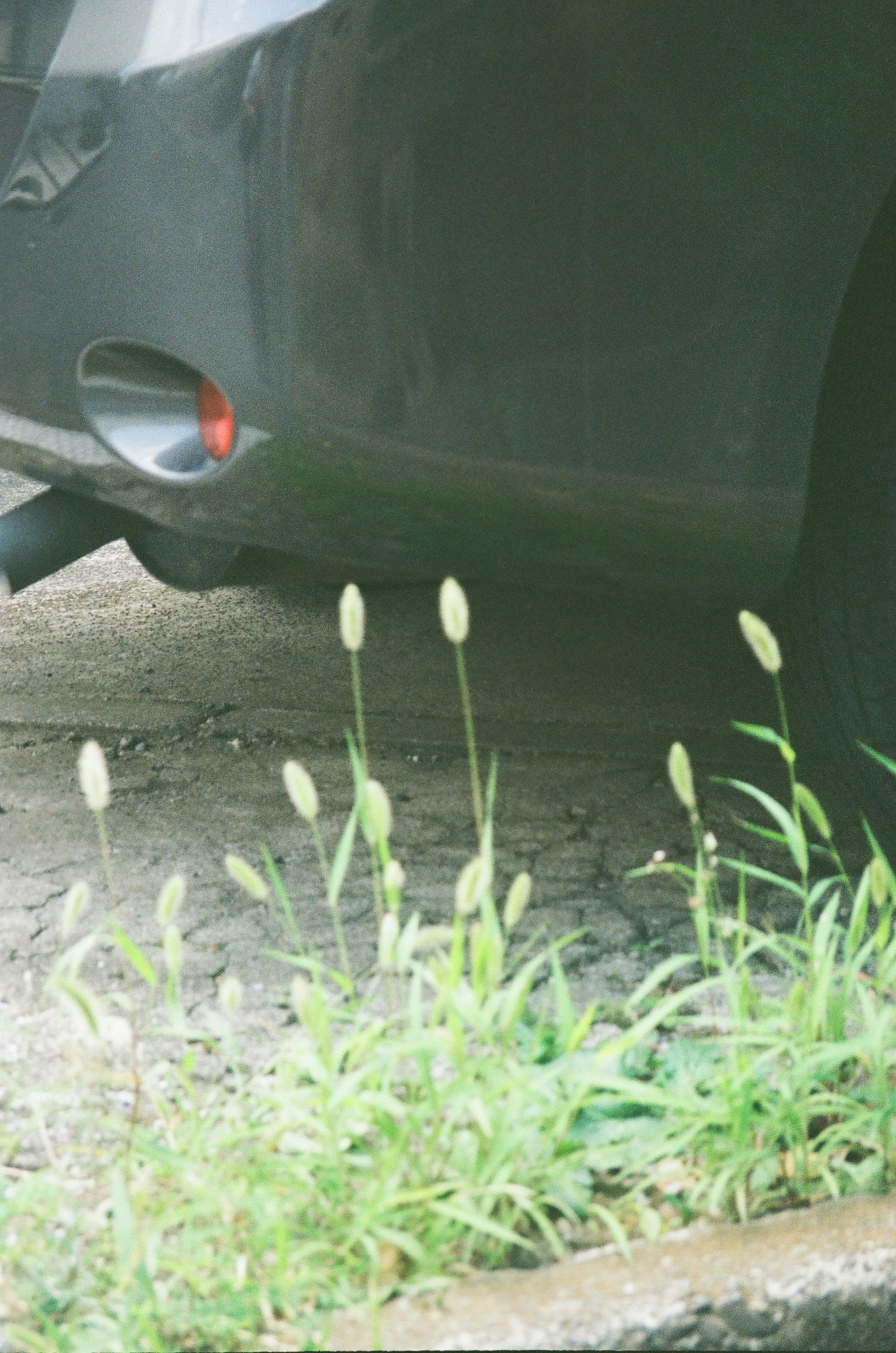 黒い車の後ろに生えている草と穂