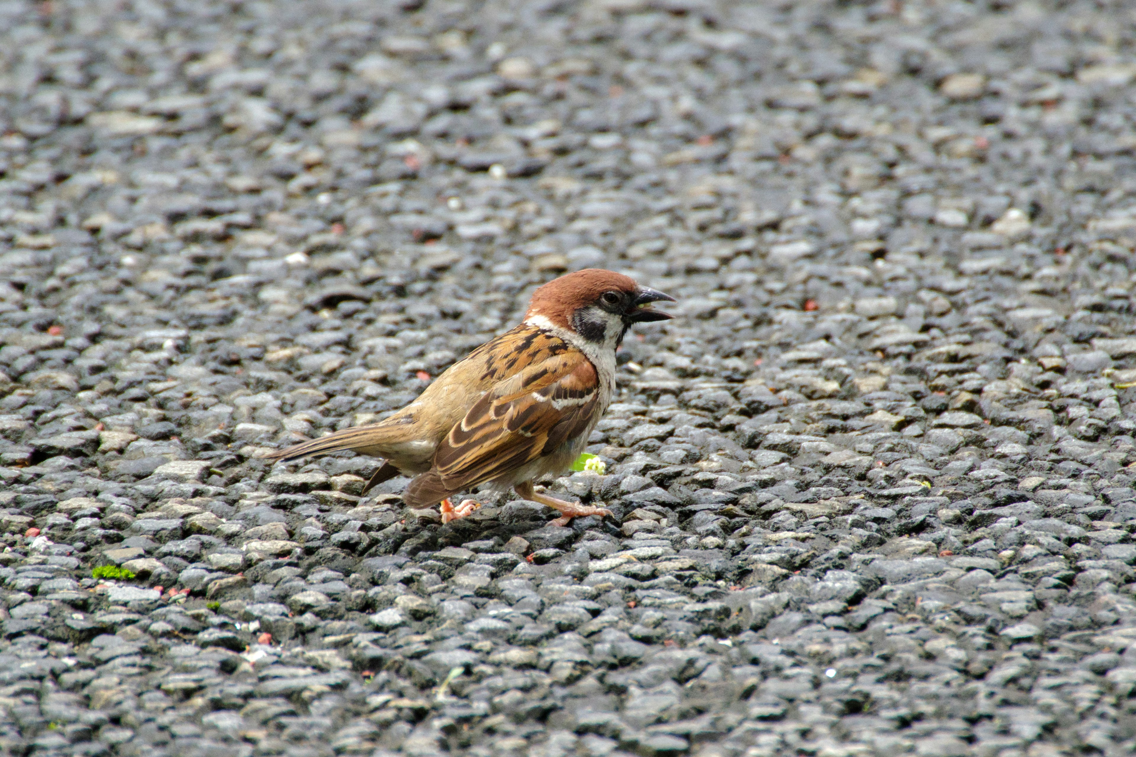 Ein kleiner Spatz, der über Kies läuft