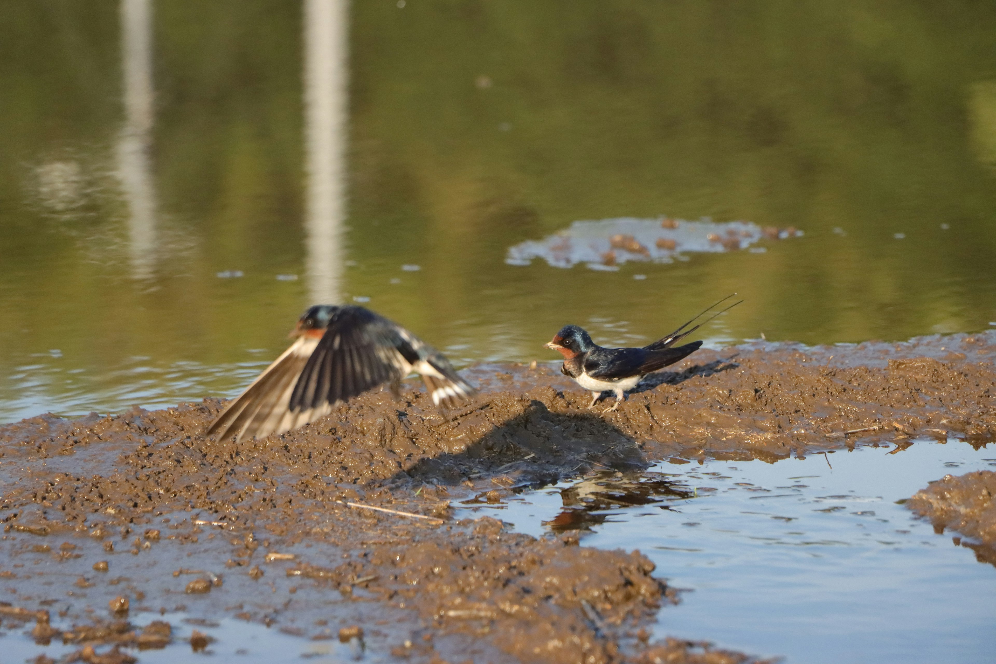 Uccello che allarga le ali vicino all'acqua con un altro uccello vicino