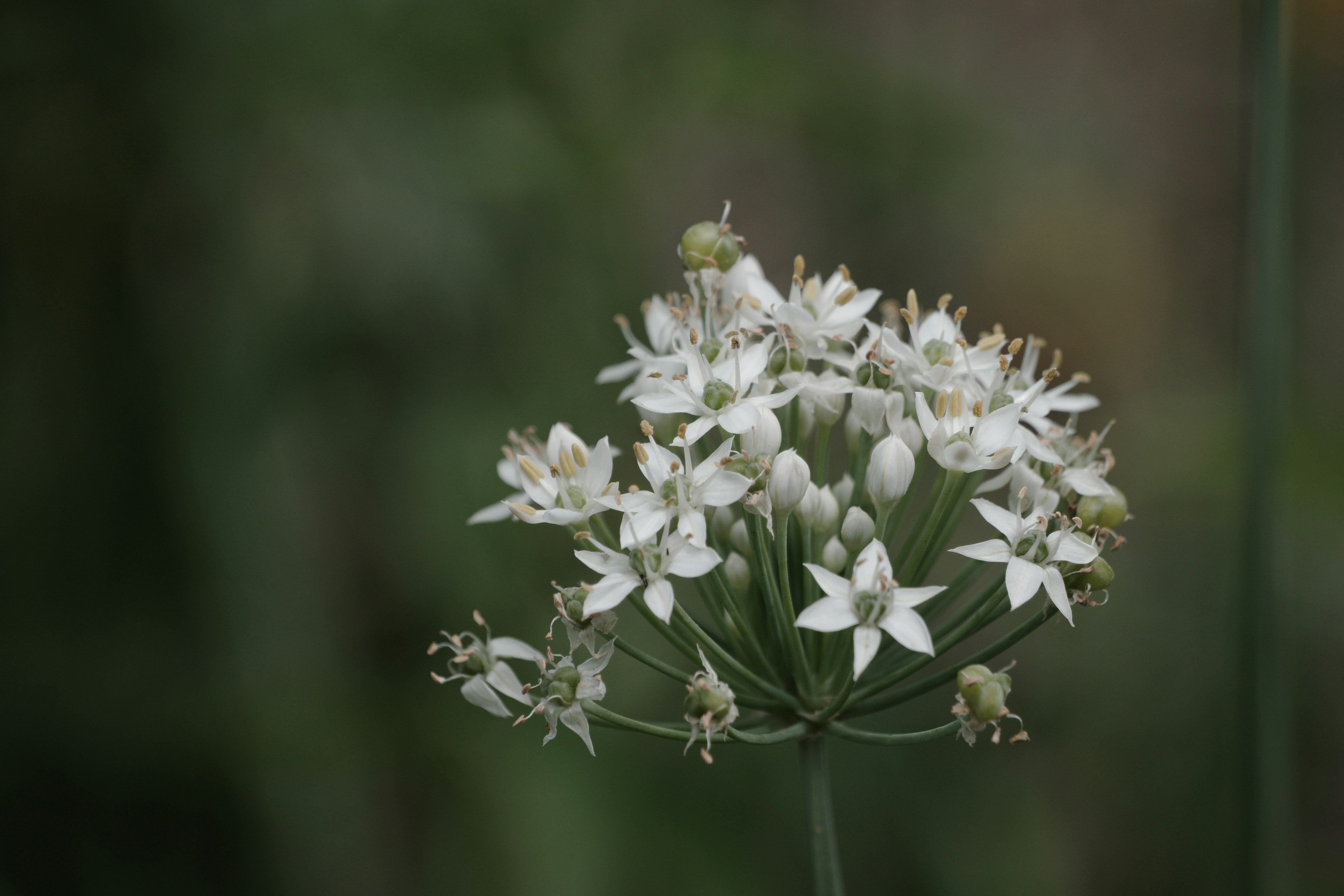 Gros plan d'un groupe de fleurs blanches aux pétales délicats