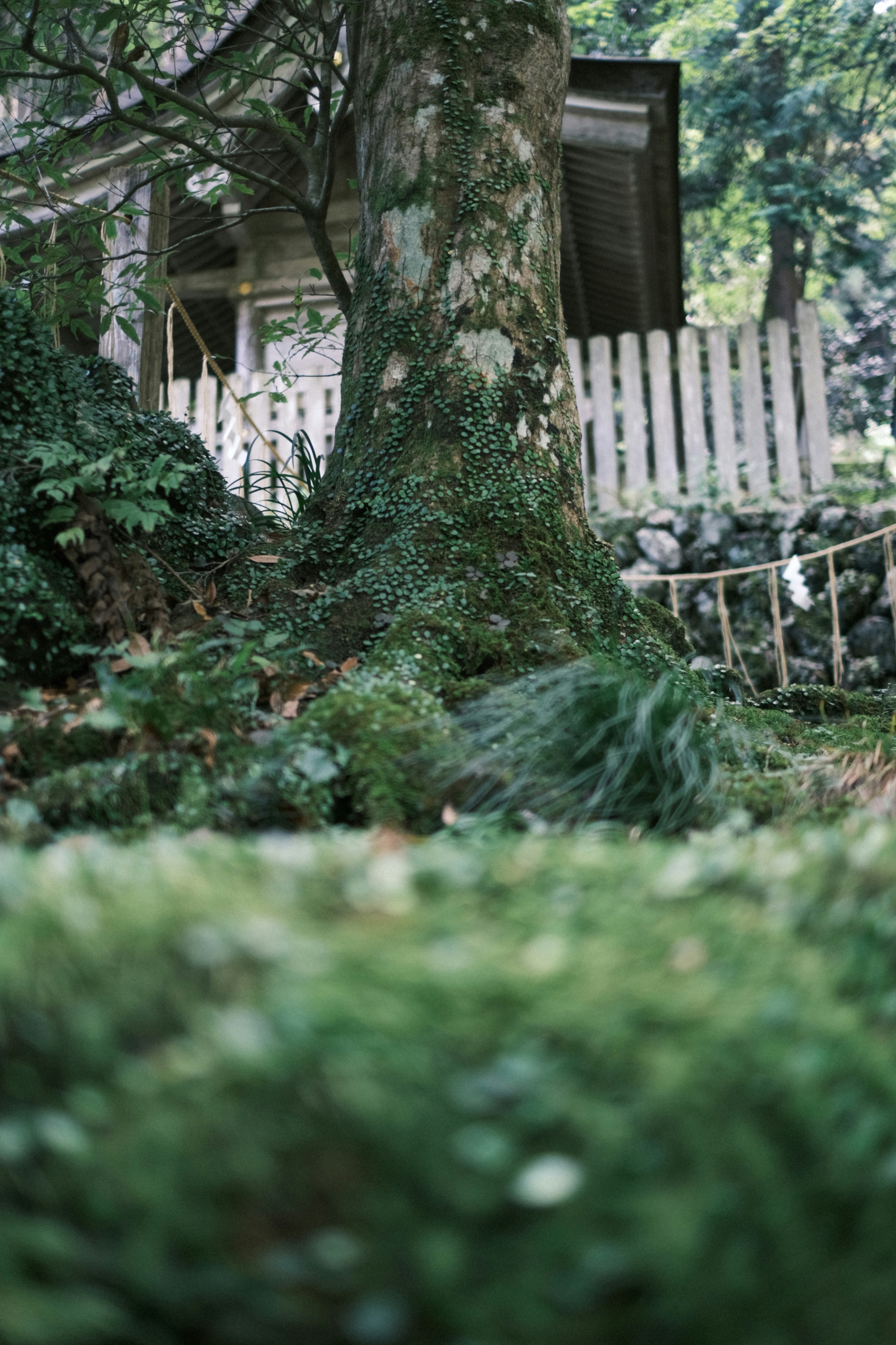 Un grand arbre entouré de plantes vertes avec un aperçu d'une maison et d'une clôture blanche