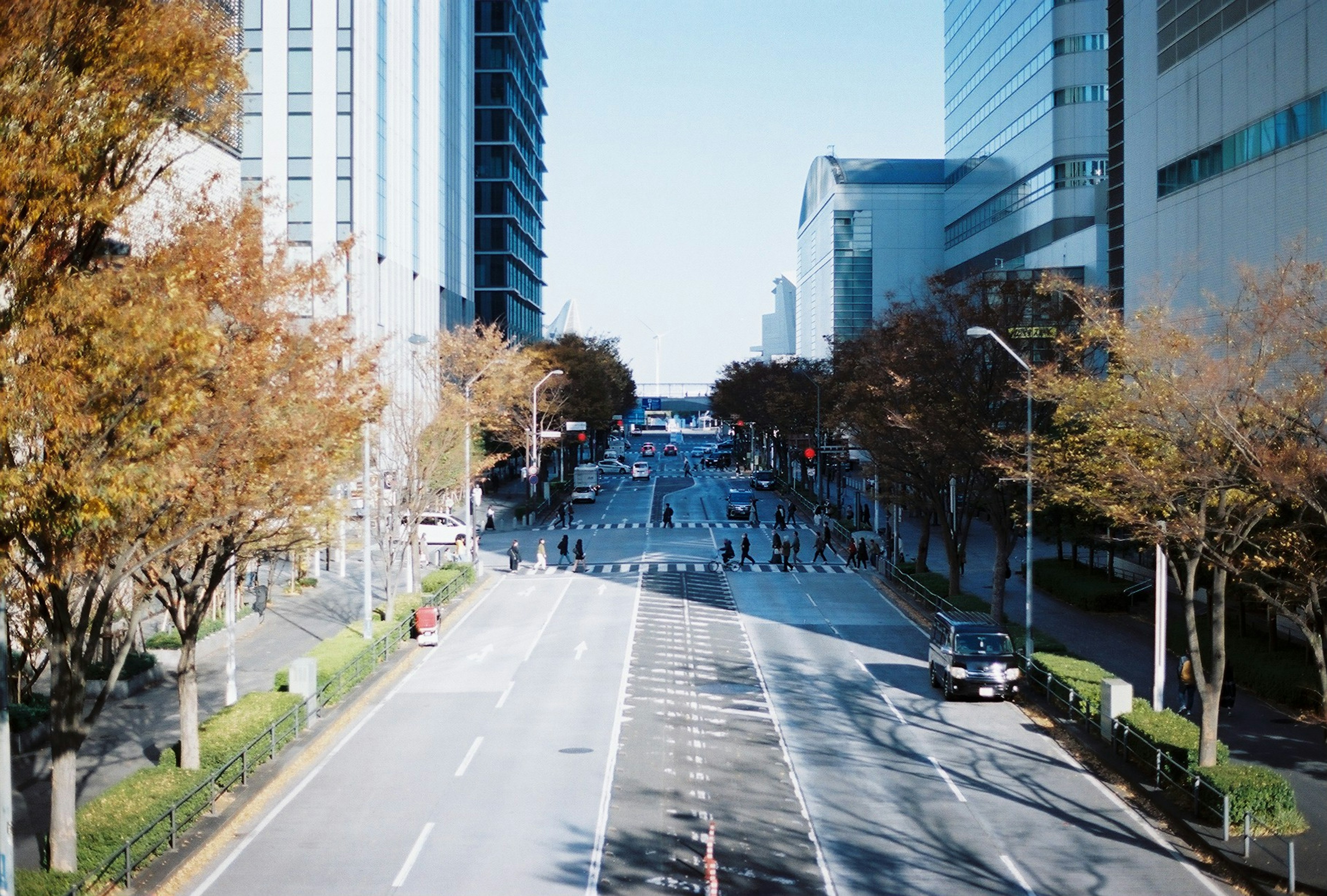 高層ビルが立ち並ぶ街並みと木々の秋の風景