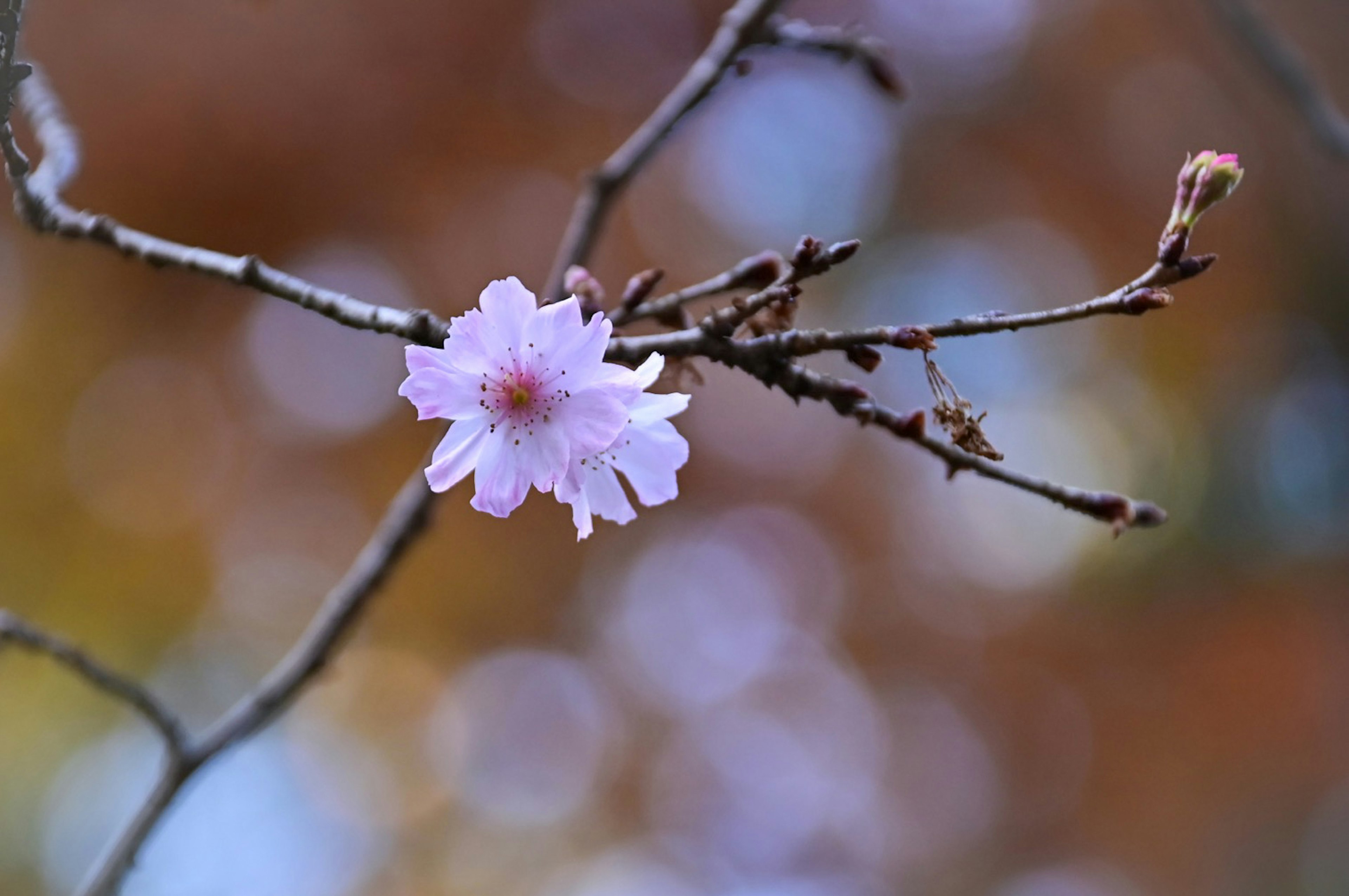 桜の花が咲いている枝のクローズアップ美しい背景のぼかし