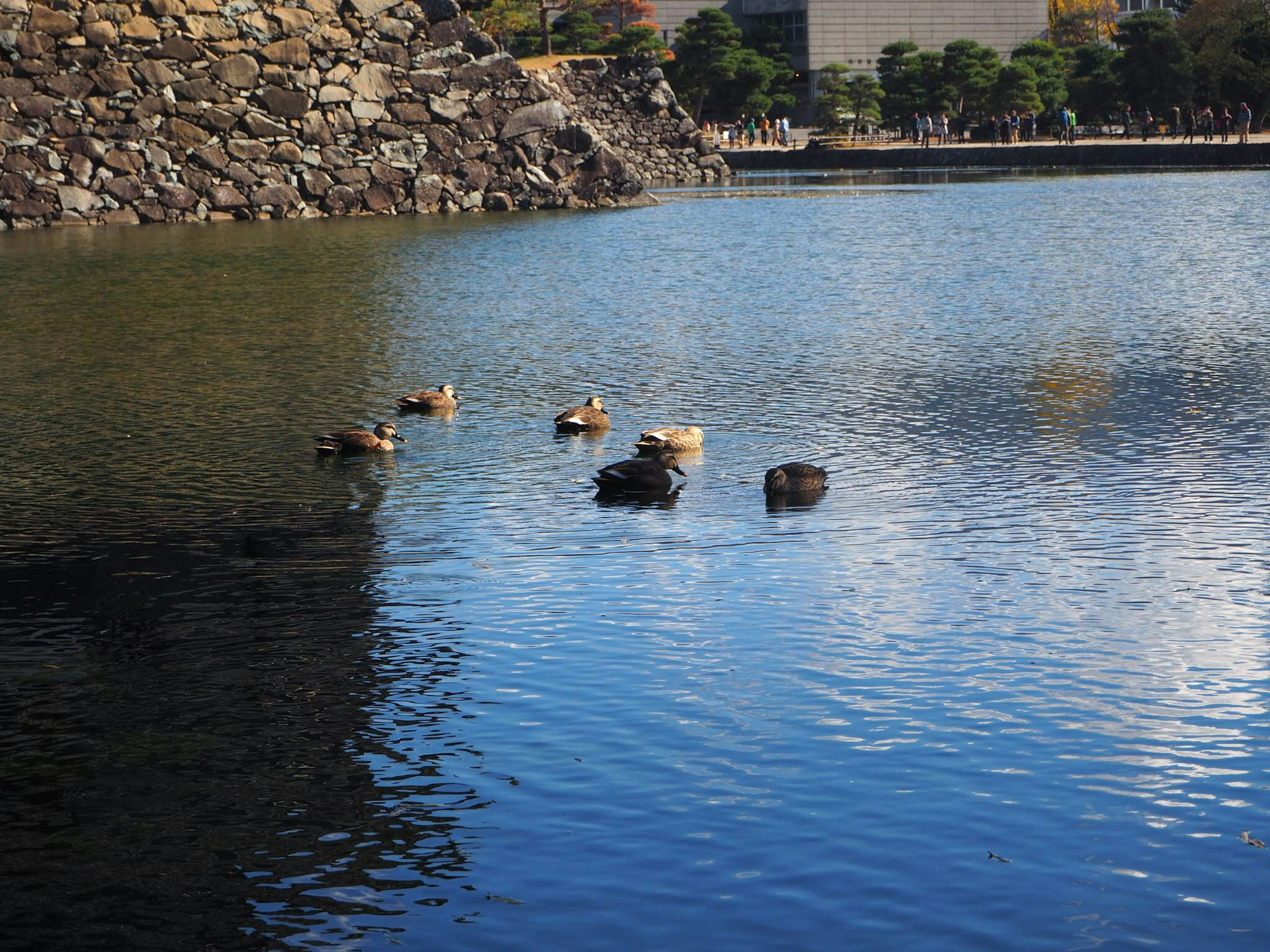 Siete patos flotando en una superficie de agua tranquila con una pared de roca