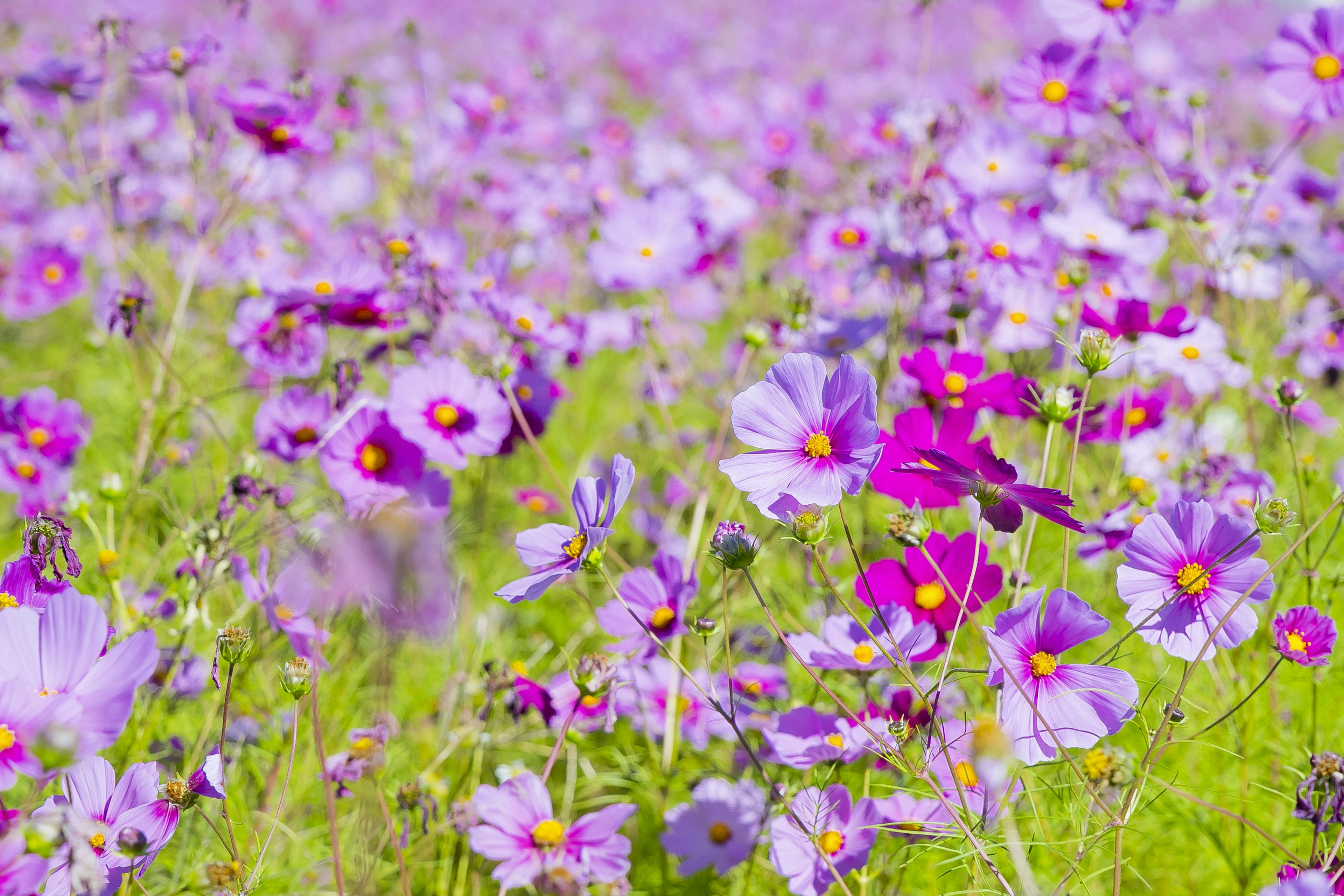 Weites Feld mit lebhaften lila Blumen