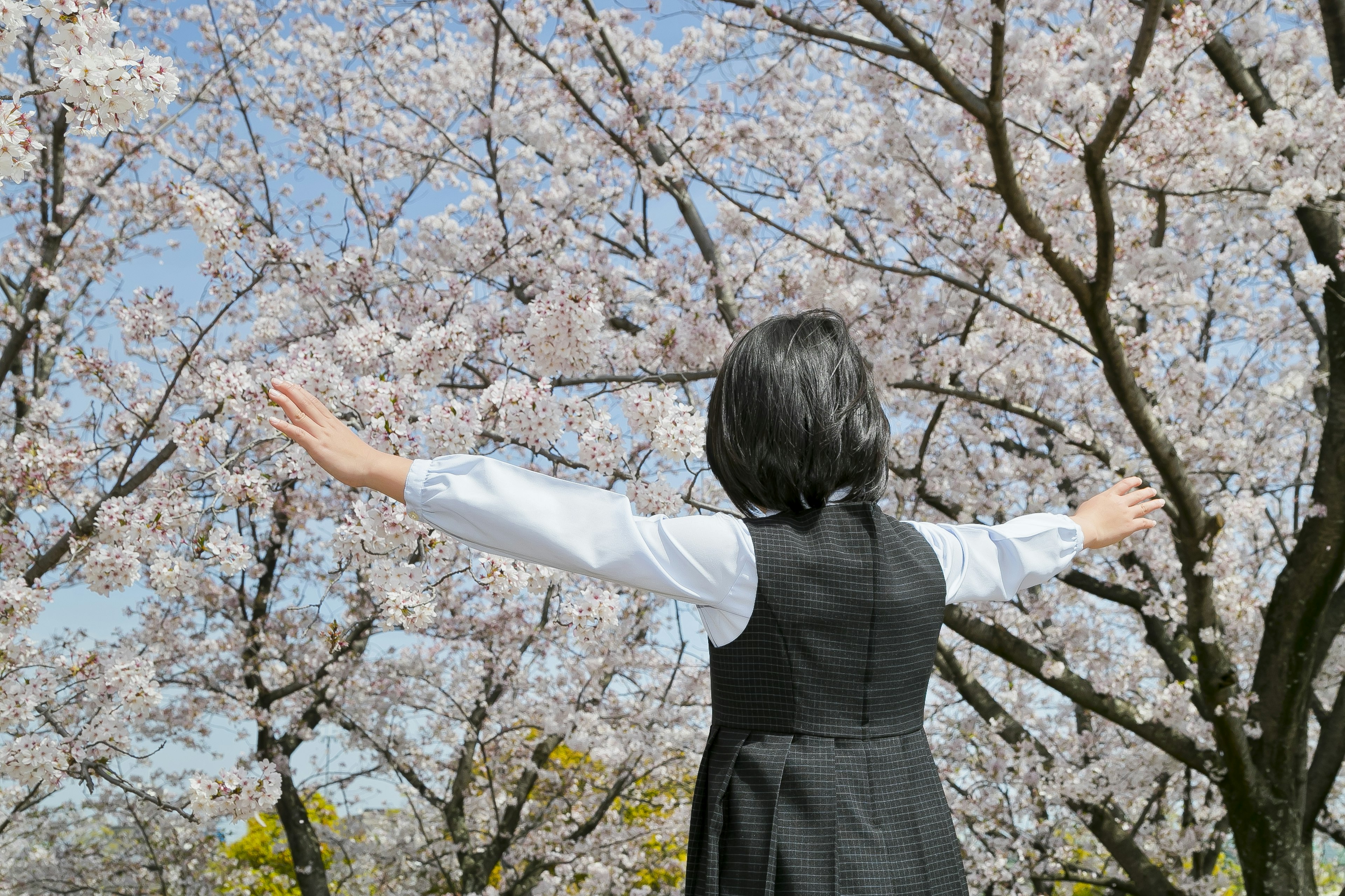 A woman with outstretched arms standing under cherry blossom trees